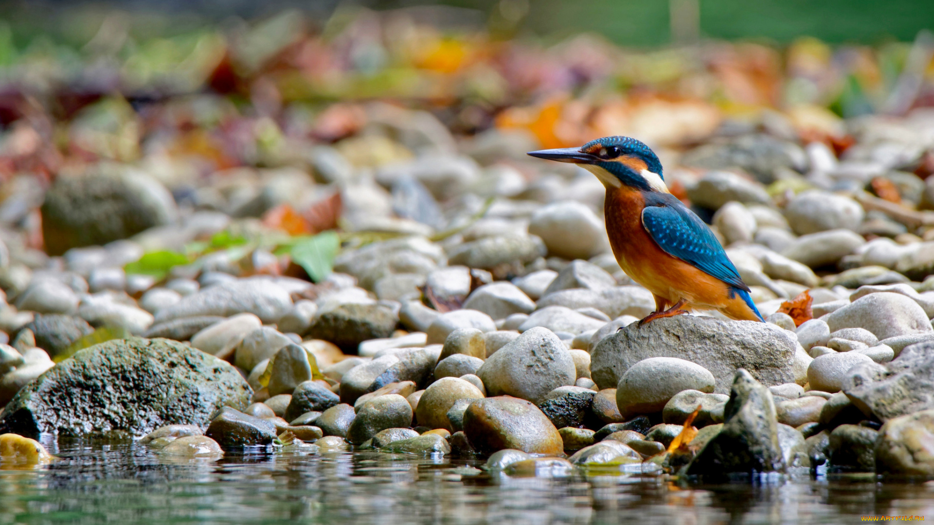 животные, зимородки, птица, камни, зимородоки, природа, вода