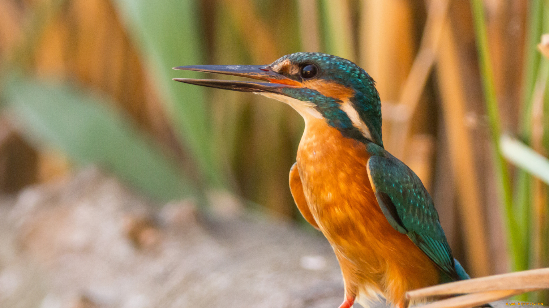 животные, зимородки, зимородок