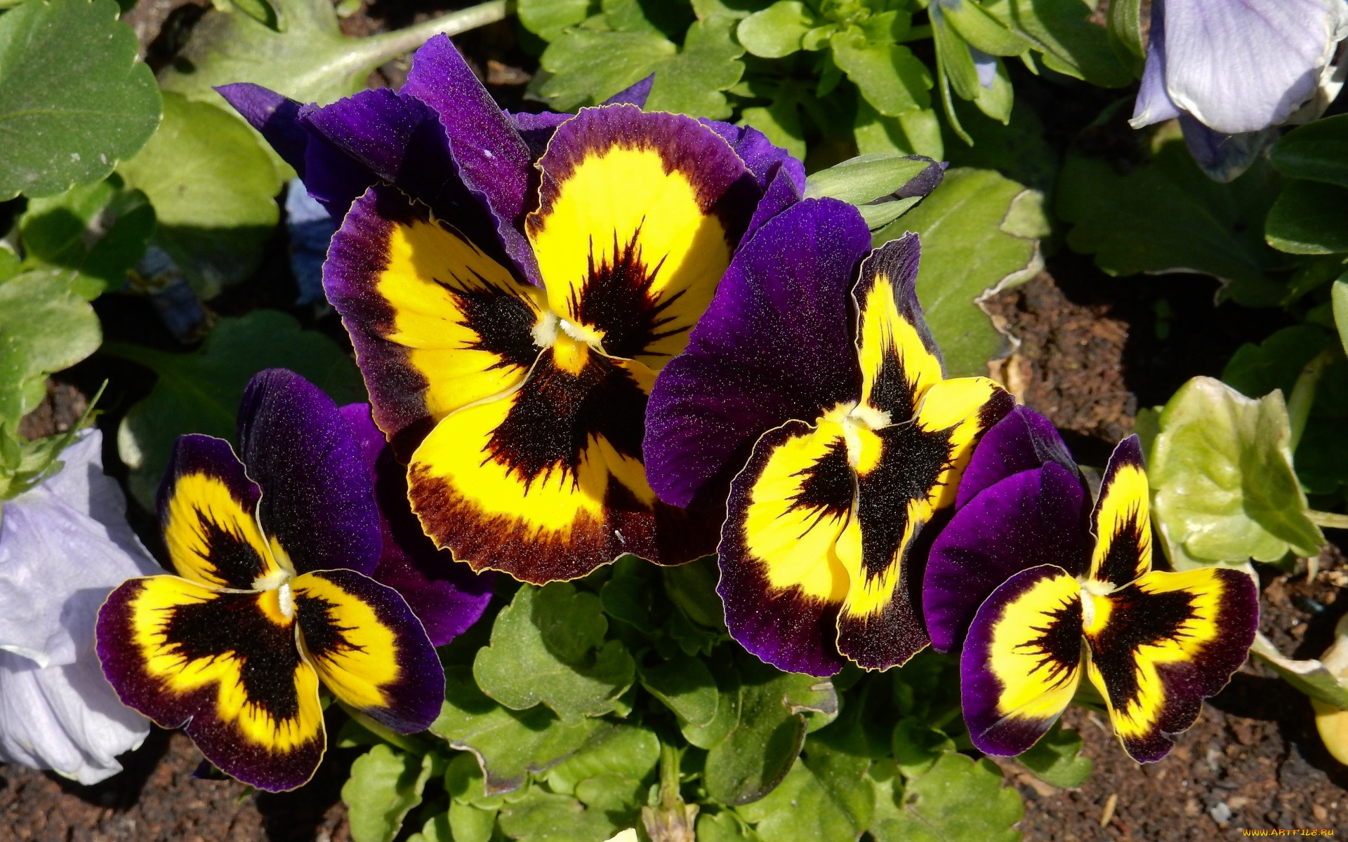 цветы, анютины, глазки, , садовые, фиалки, анютины, глазки