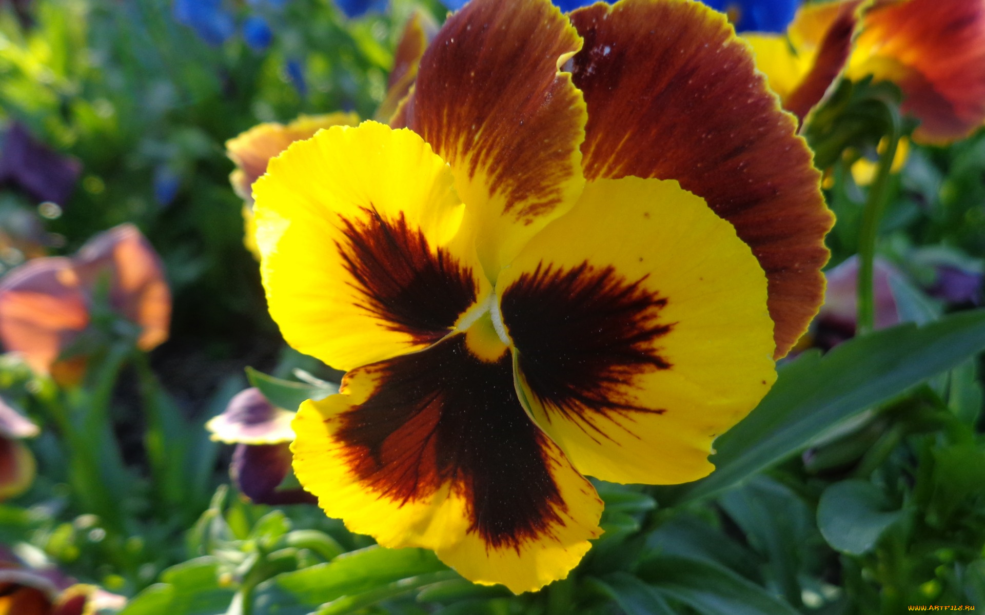 цветы, анютины, глазки, , садовые, фиалки, анютины, глазки