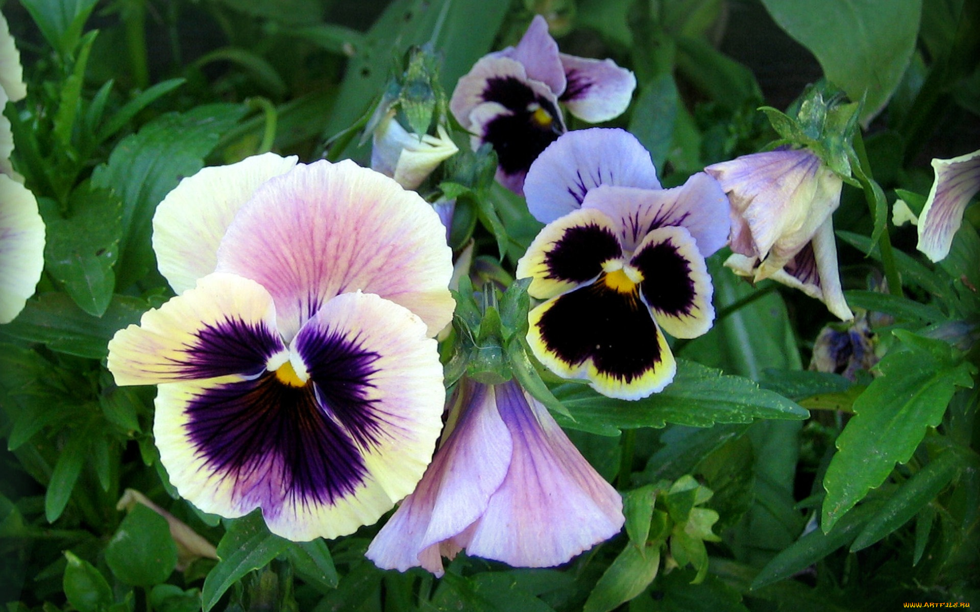 цветы, анютины, глазки, , садовые, фиалки, анютины, глазки, листья, клумба, лето, зелень, лепестки