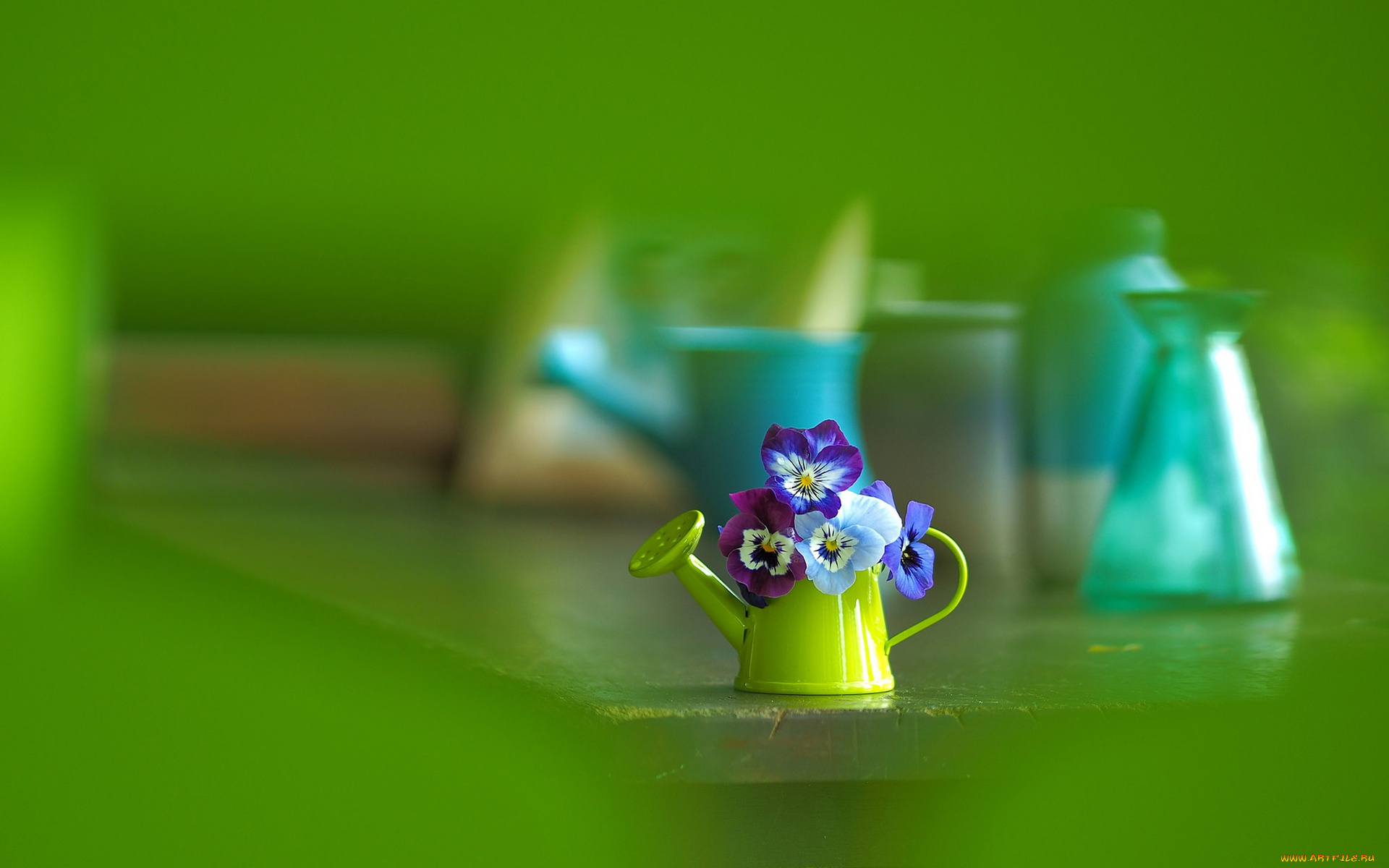 цветы, анютины, глазки, , садовые, фиалки, лейка, анютины, глазки, боке, макро