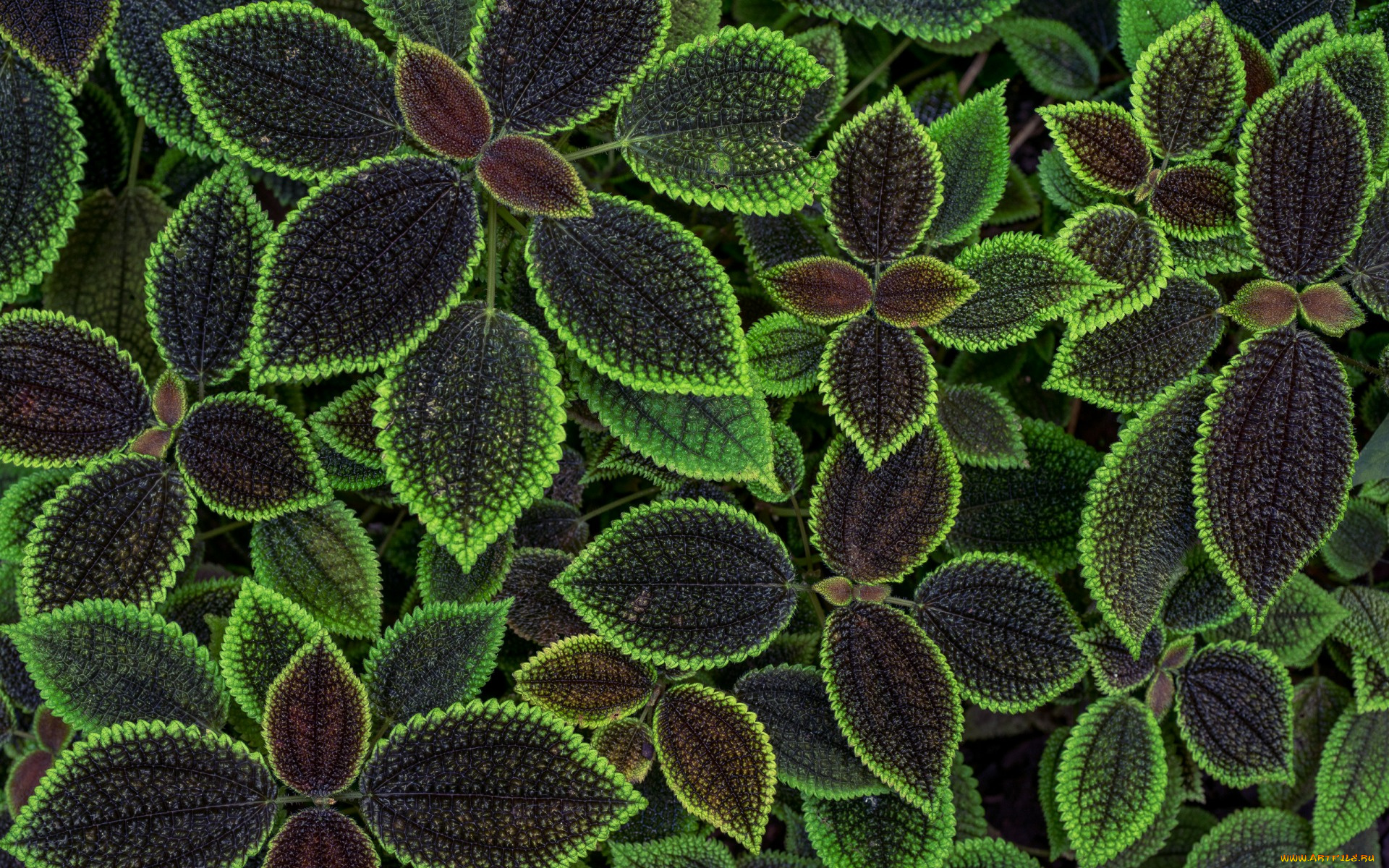 природа, листья, цветы, фон