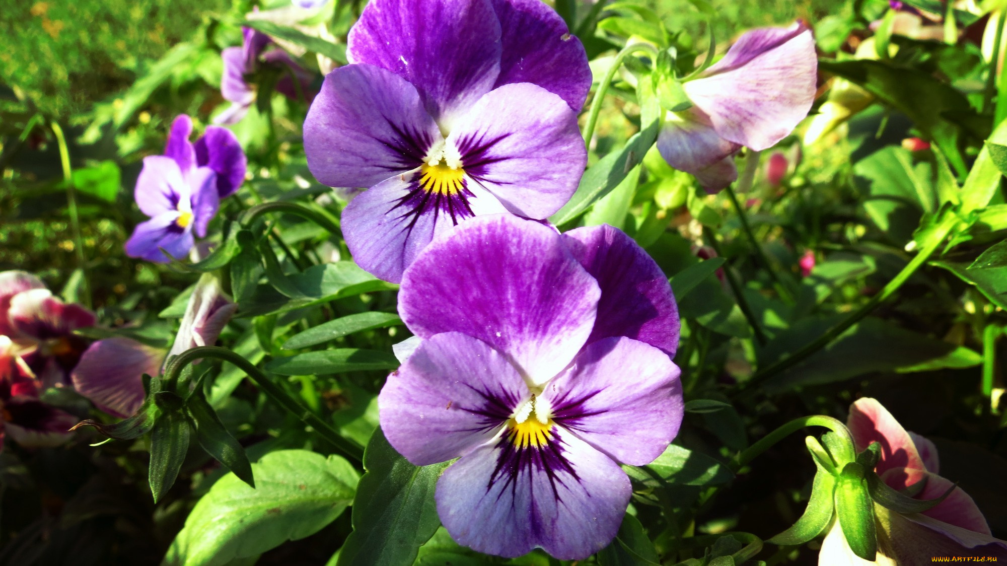цветы, анютины, глазки, , садовые, фиалки, трава, обои, анютины, глазки