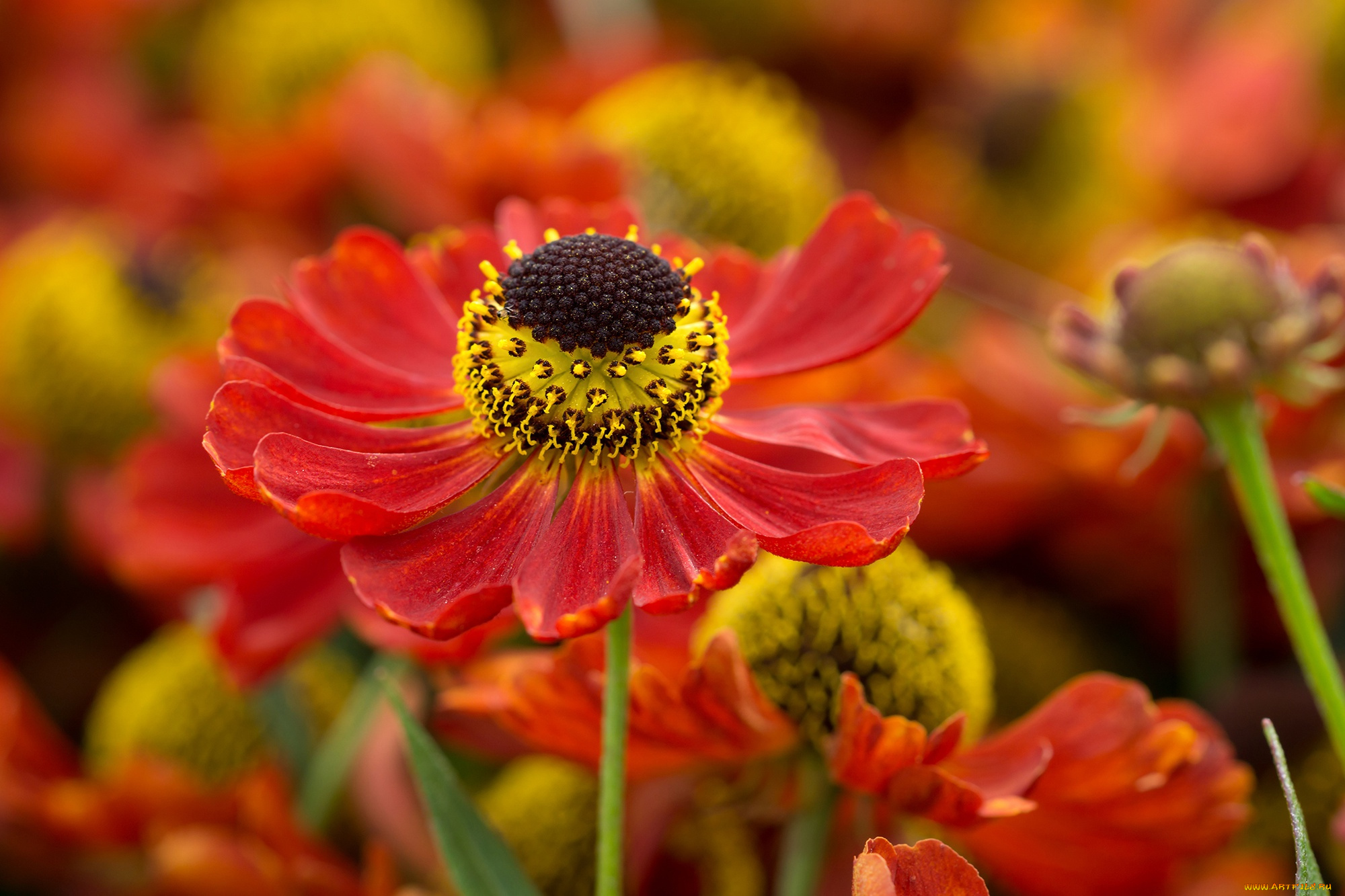 цветы, гелениум, боке, макро, лепестки