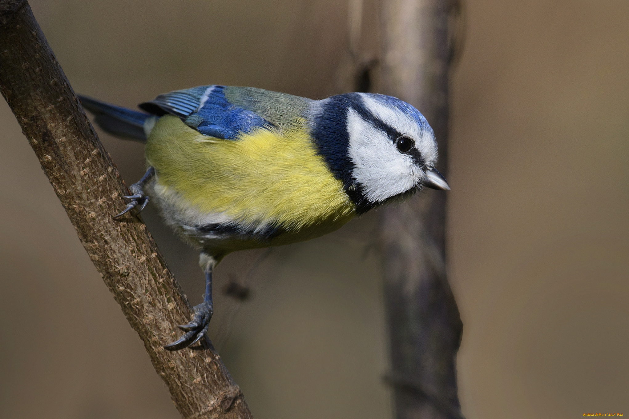животные, синицы, , лазоревки, птичка