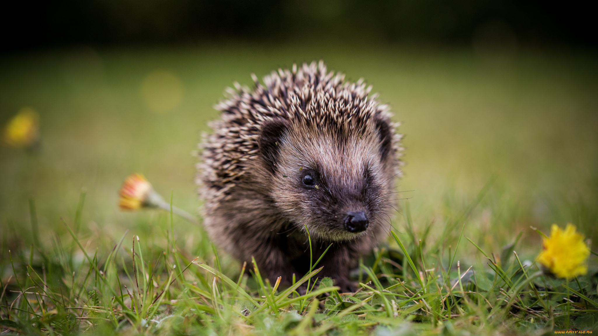 животные, ежи, травка, ежик, цветы