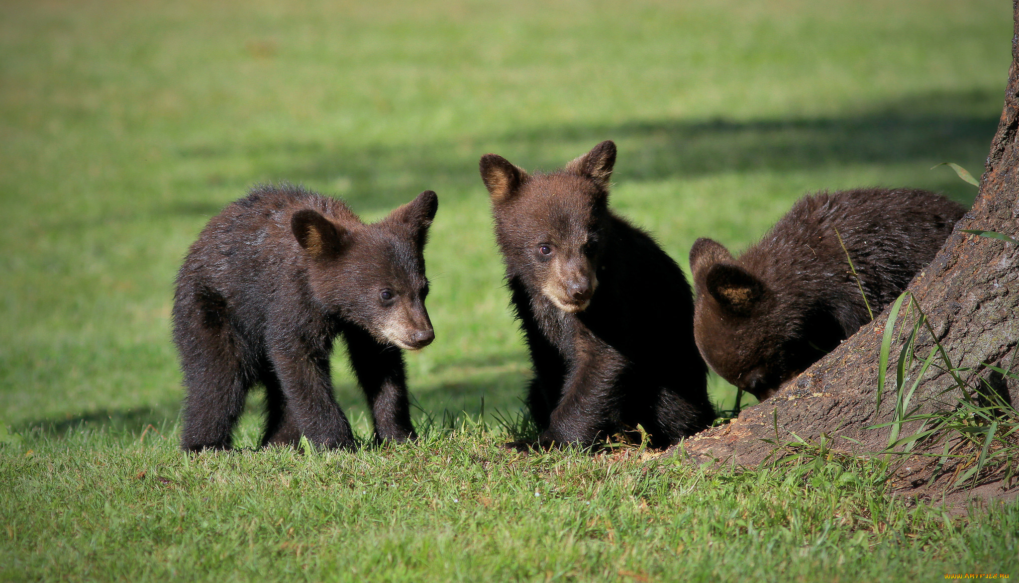 животные, медведи, травка, природа, малыши, мишки