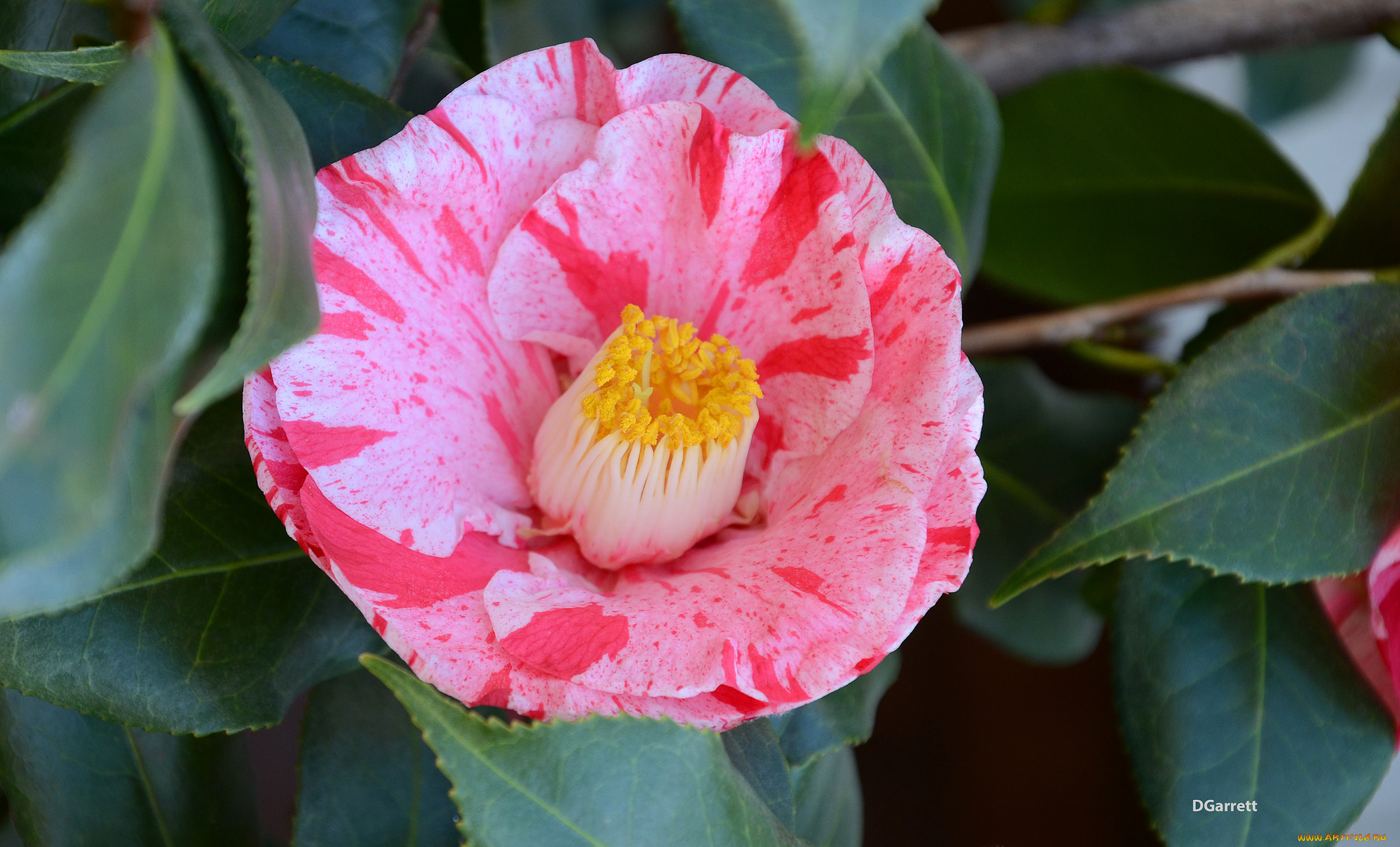 цветы, камелии, камелия