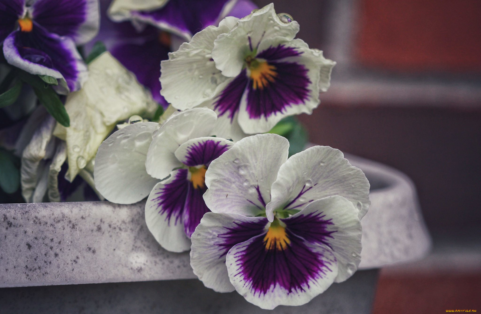 цветы, анютины, глазки, , садовые, фиалки, анютины, глазки, лепестки, макро, капли