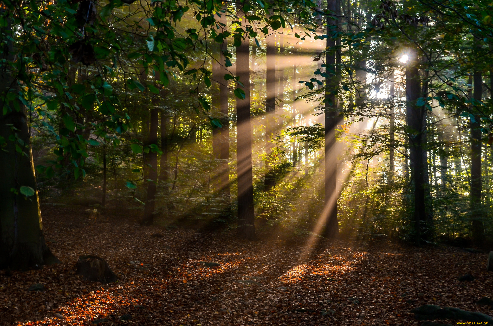 природа, лес, простор