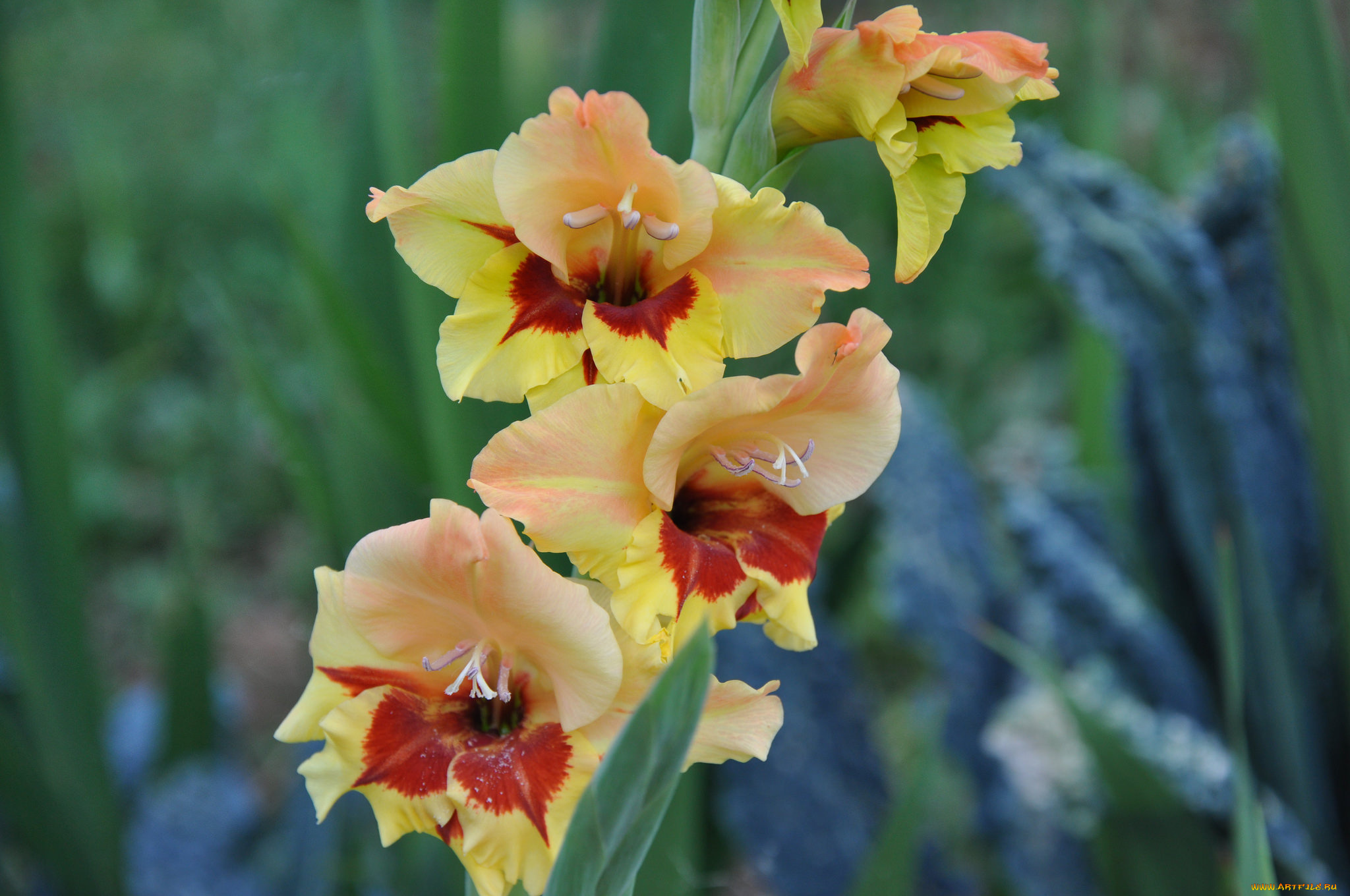 цветы, гладиолусы, пейзаж, облака, лето, красиво