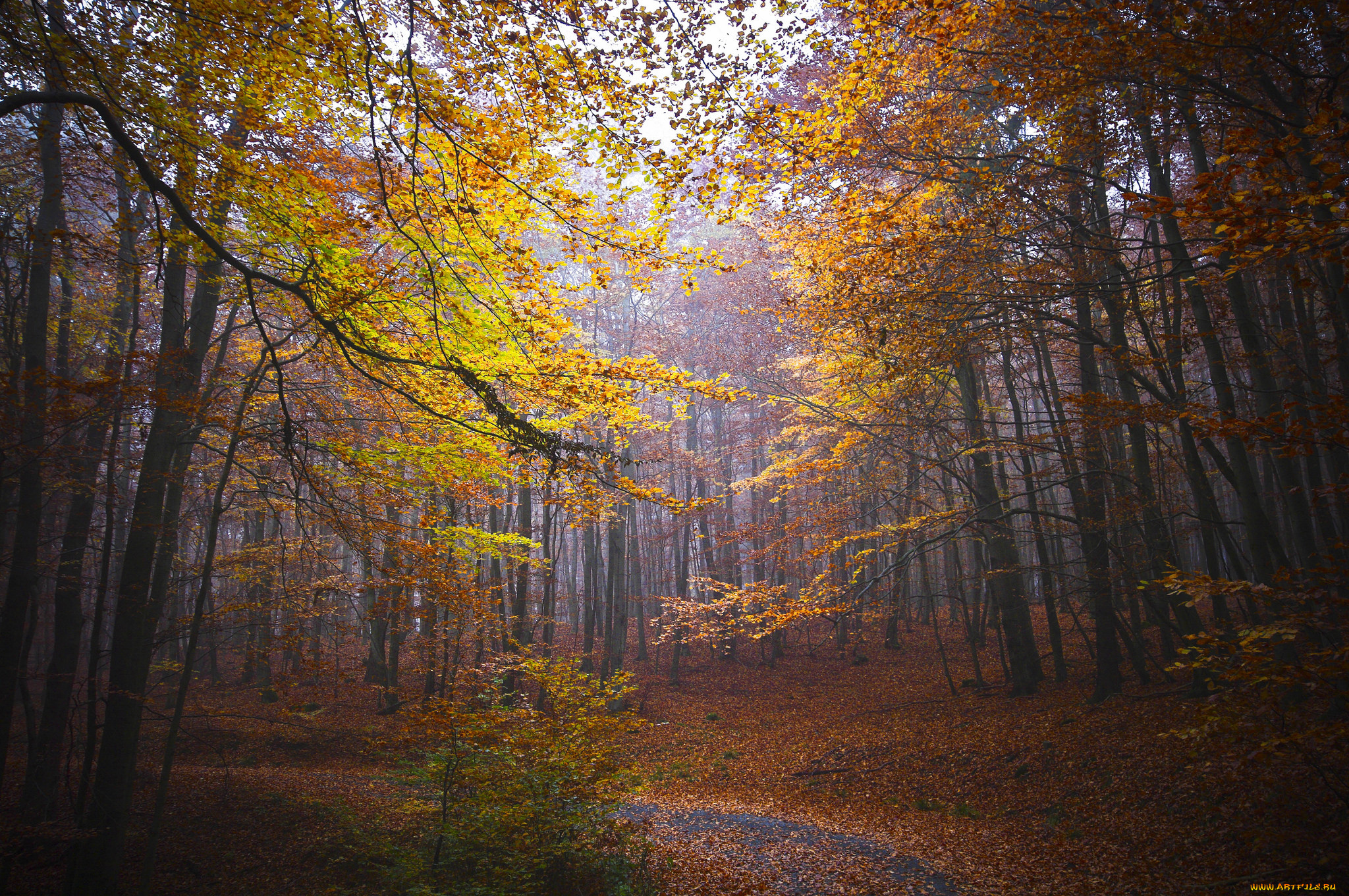 природа, лес, простор