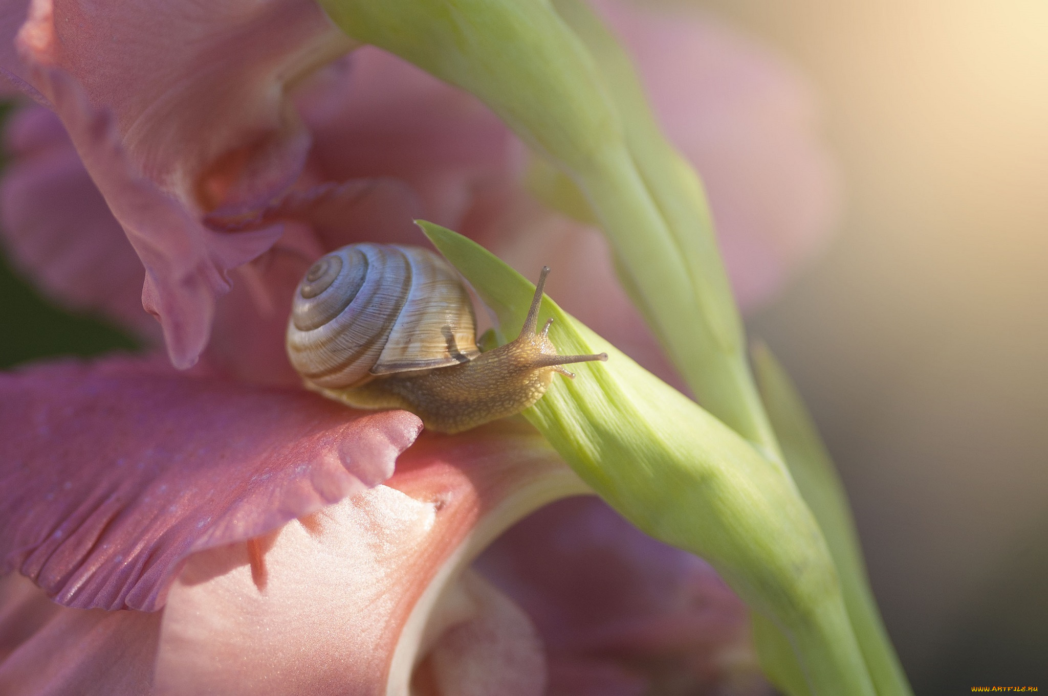животные, улитки, гладиолус, цветы, цветок, улитка, макро