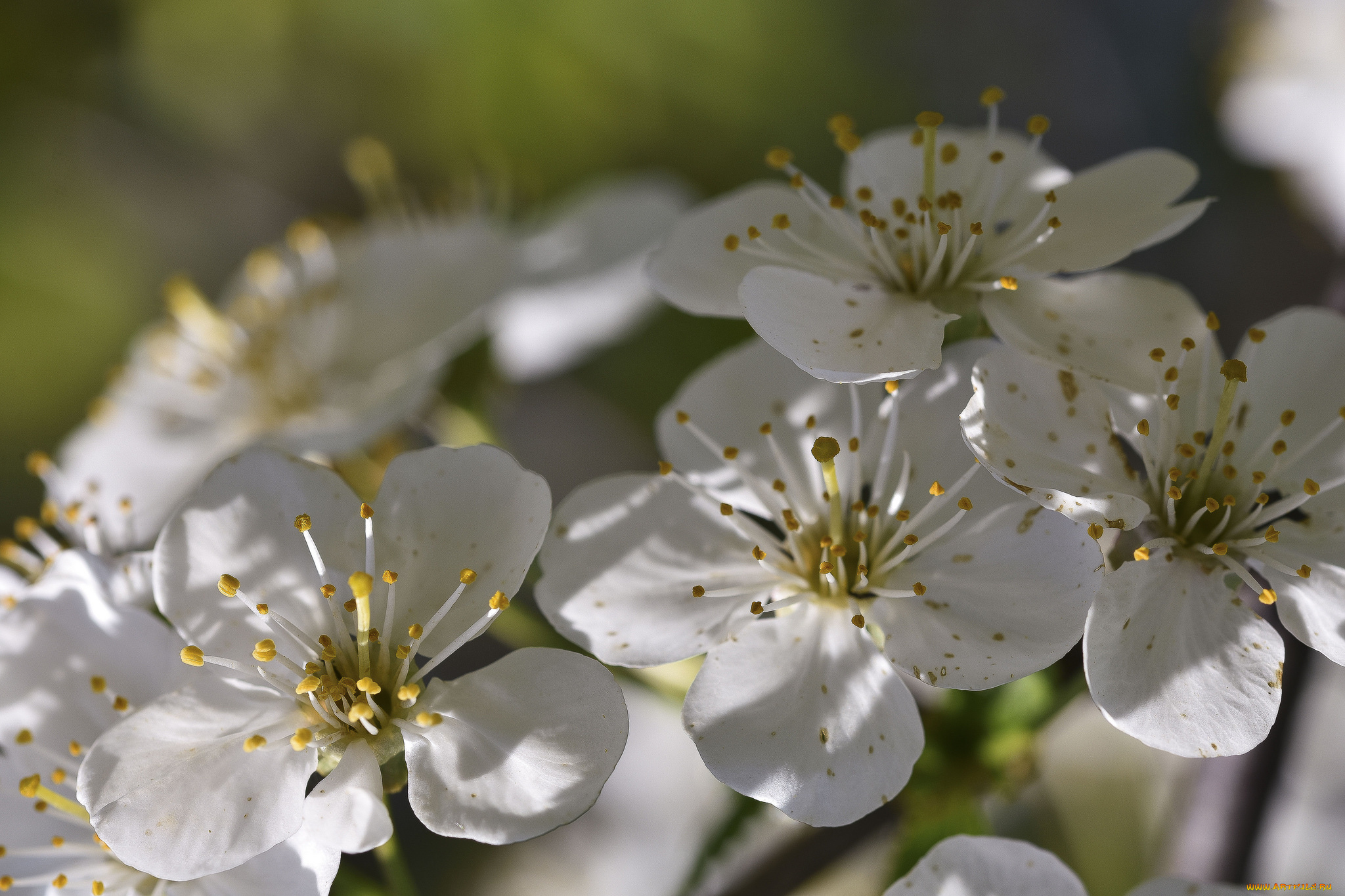 цветы, цветущие, деревья, , , кустарники, листики, нежно, цветение, цветочки, ветка