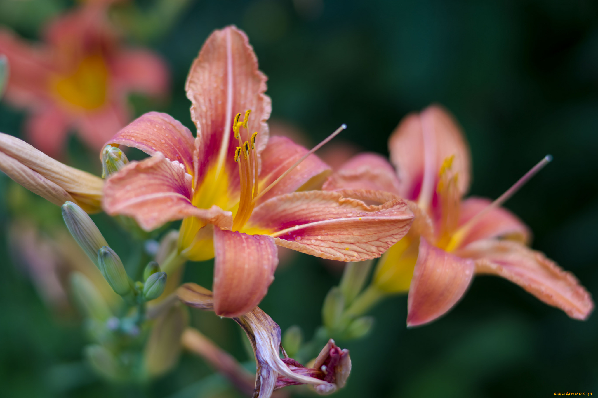 цветы, лилии, , лилейники, цветки, ветка, розовая, цветение, тычинки, лепестки