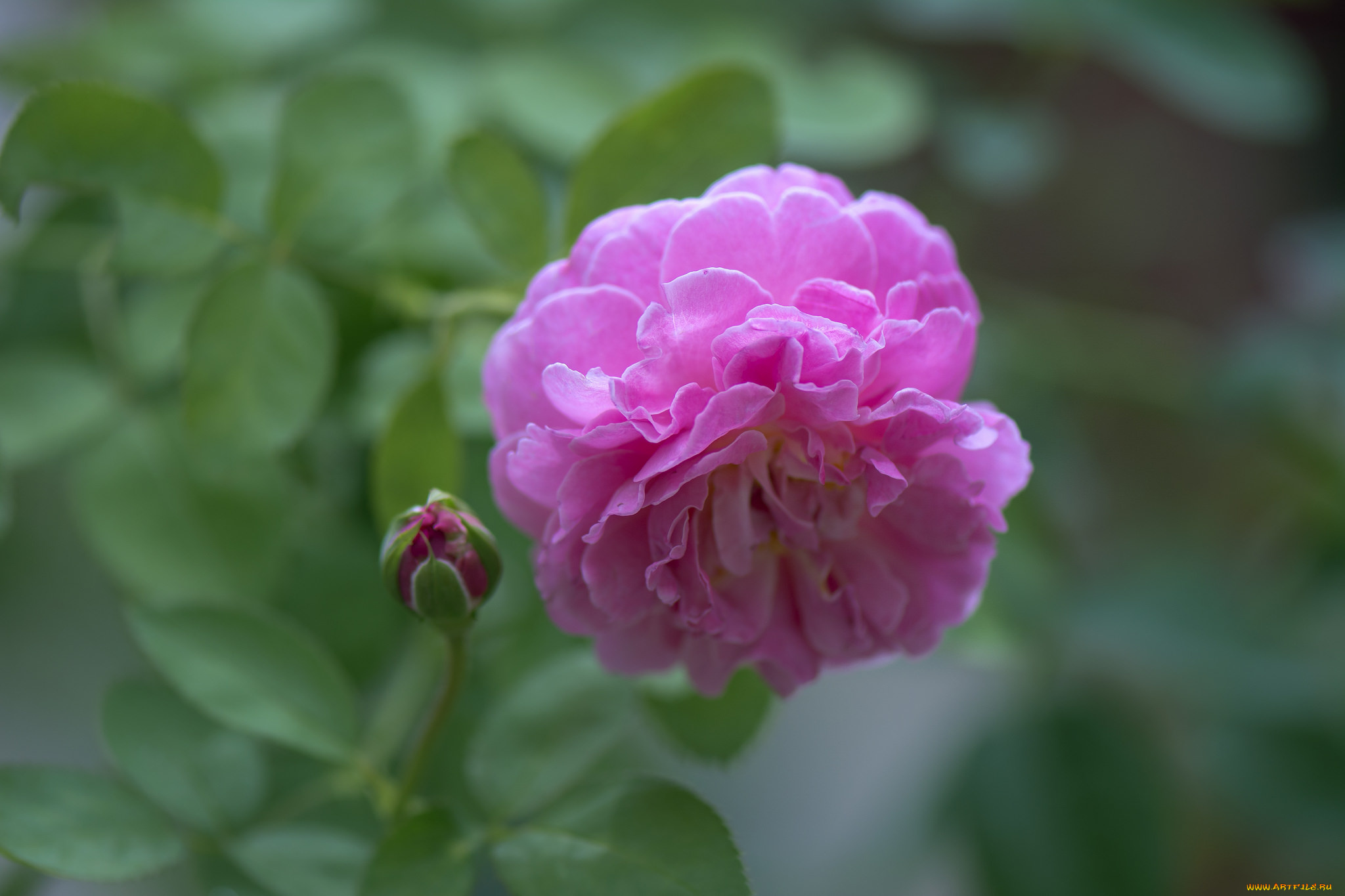 цветы, розы, blossoms, leaves, petals, rose, bud, цветение, листья, лепестки, бутон, роза