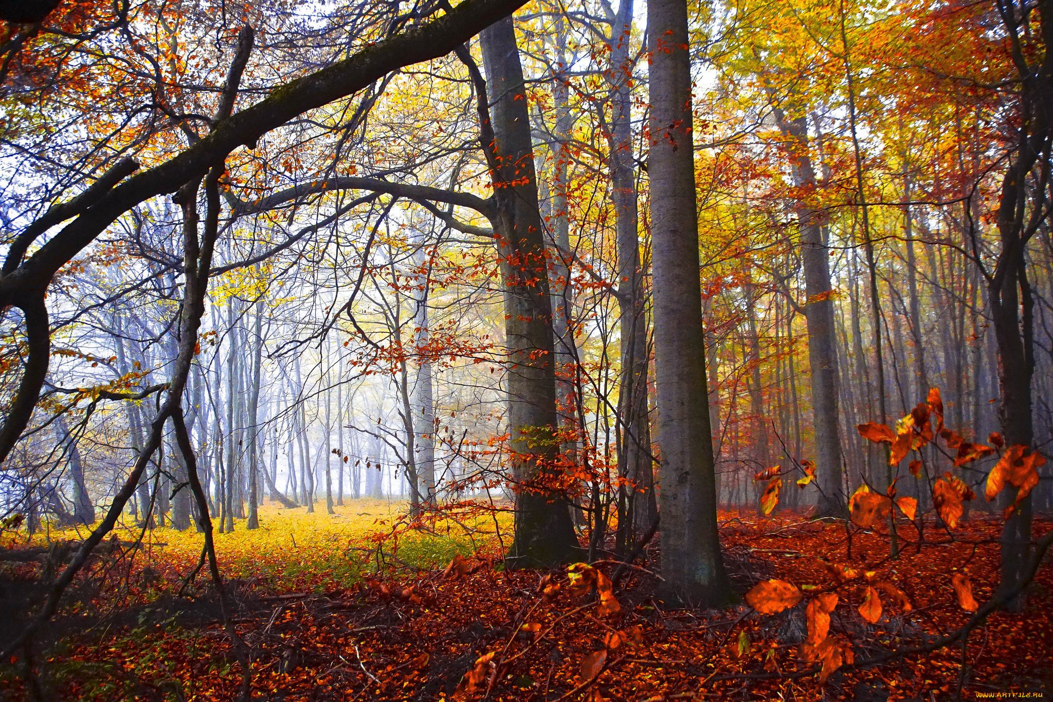 природа, лес, простор