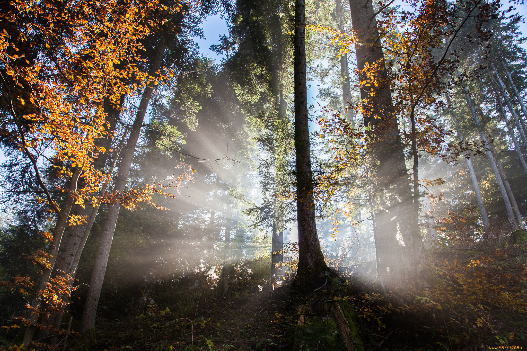 природа, лес, простор