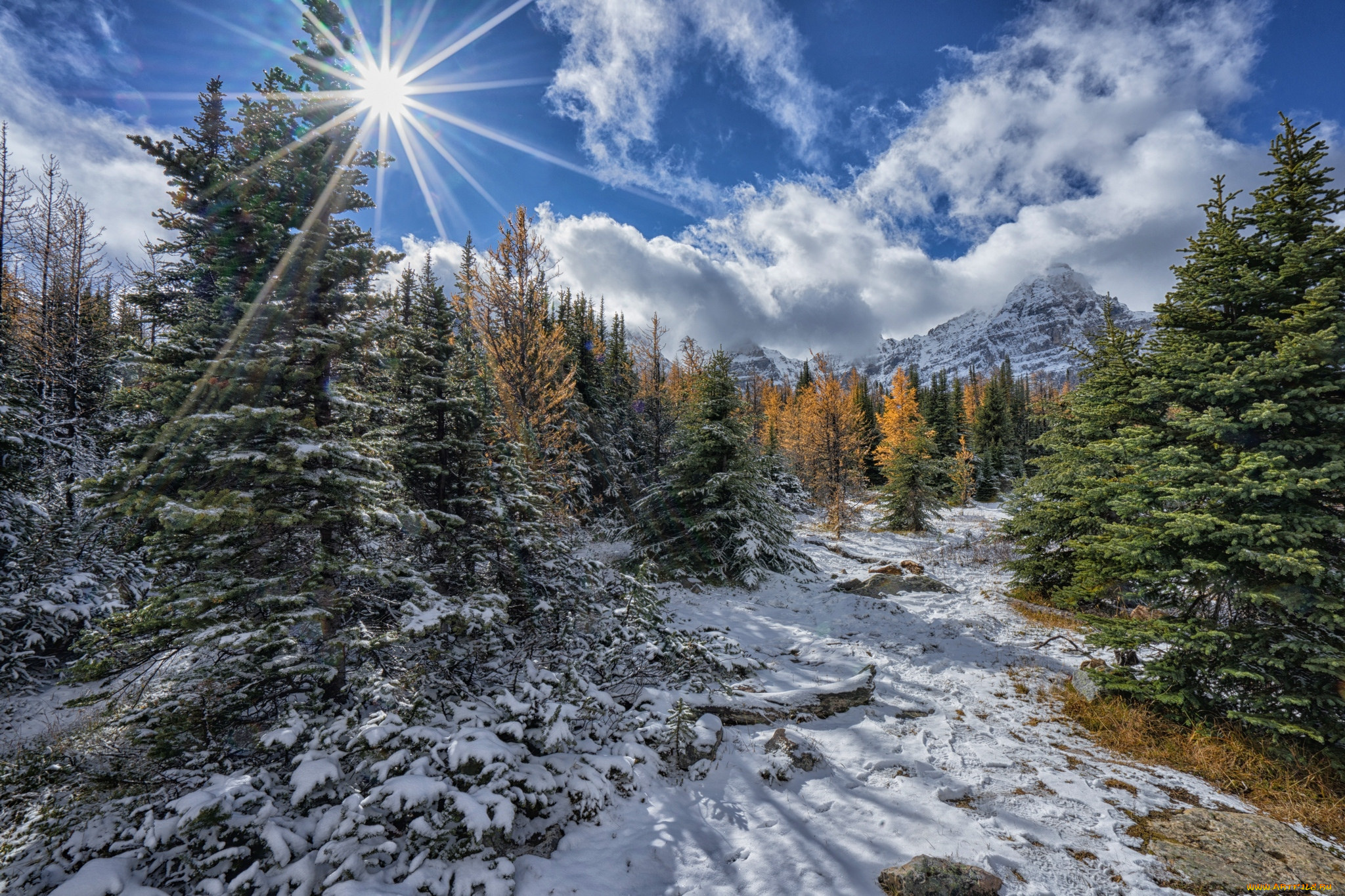 природа, лес, простор