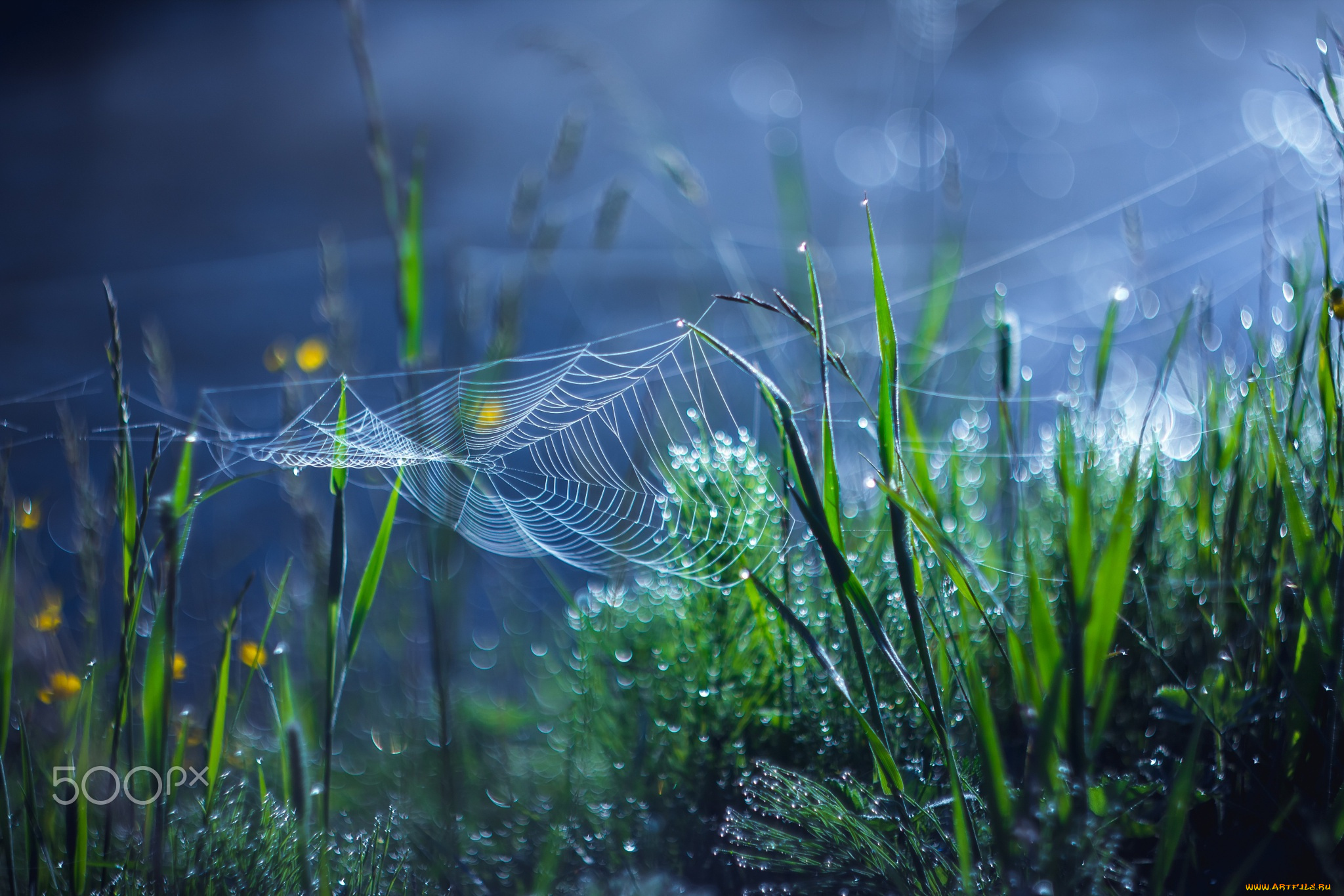 природа, макро, паутина