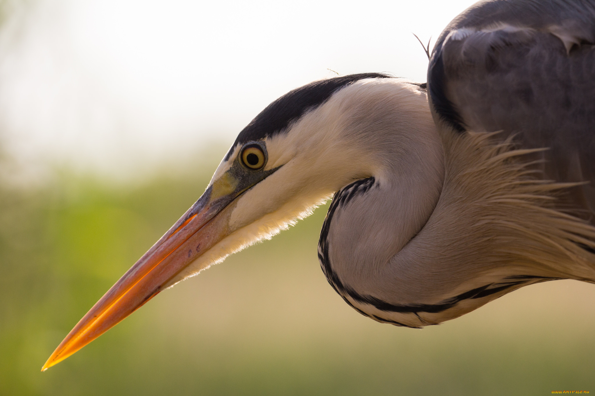 животные, Чайки, , бакланы, , крачки, цапля