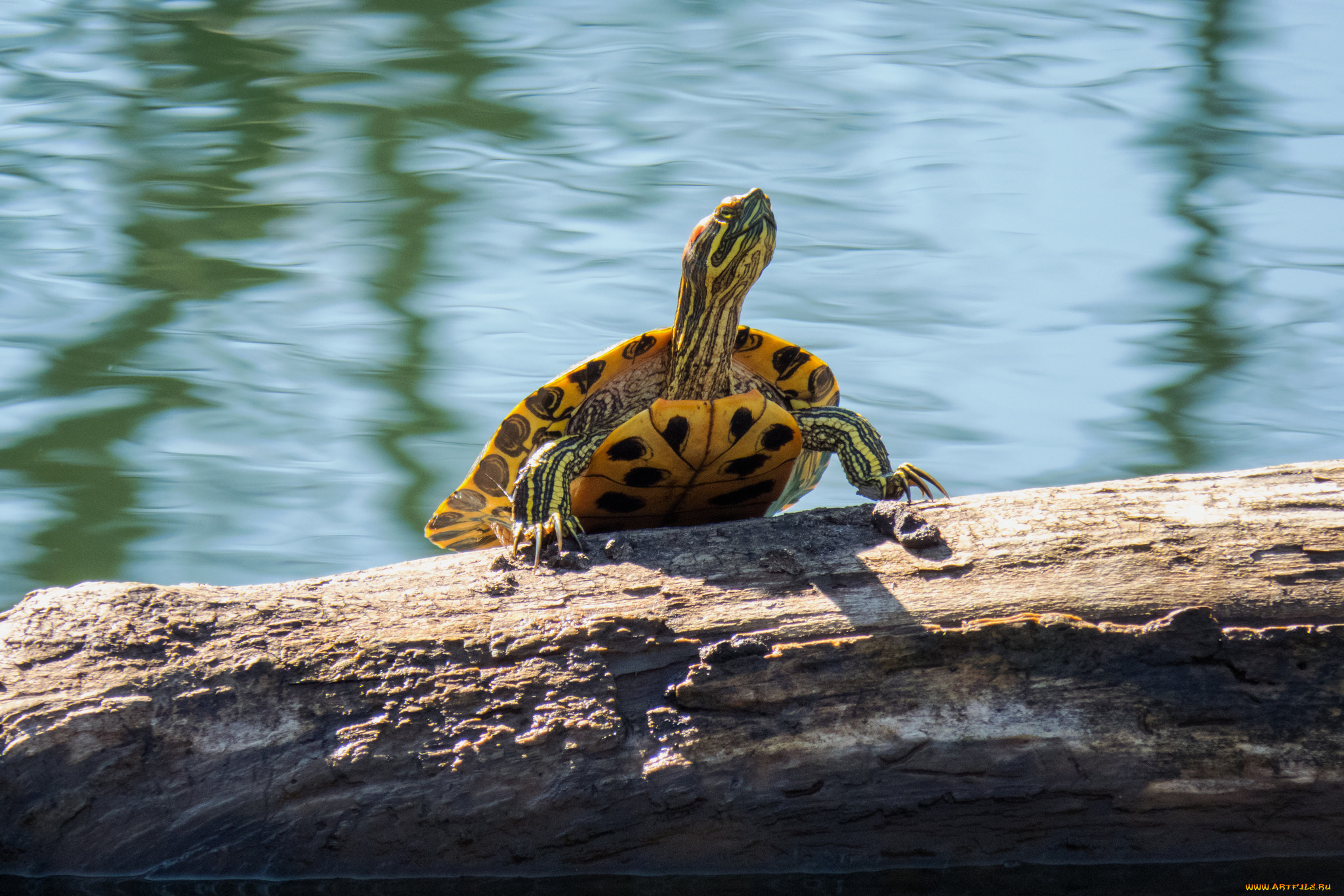 животные, Черепахи, черепаха