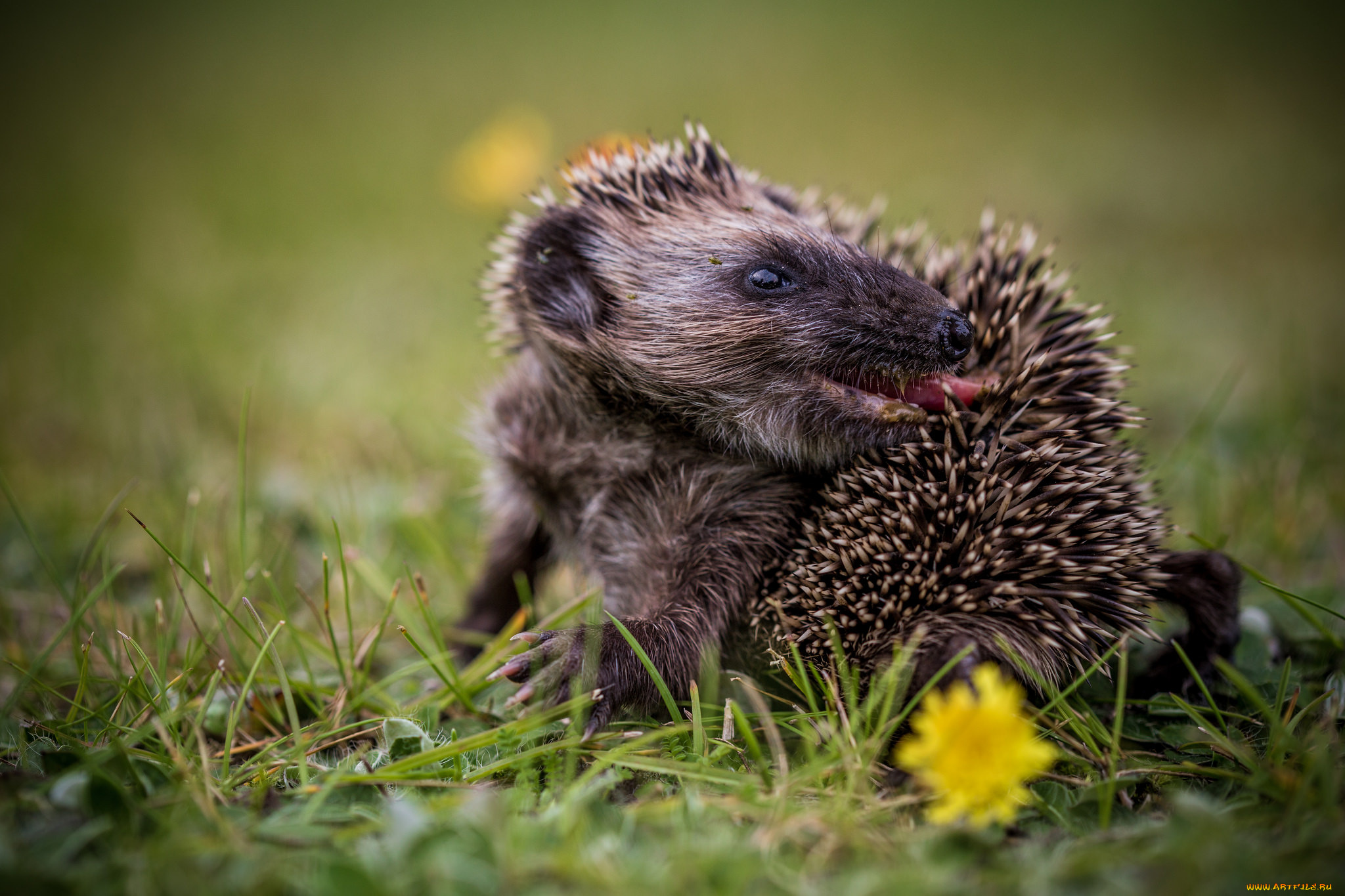 животные, ежи, трава, природа, ежик