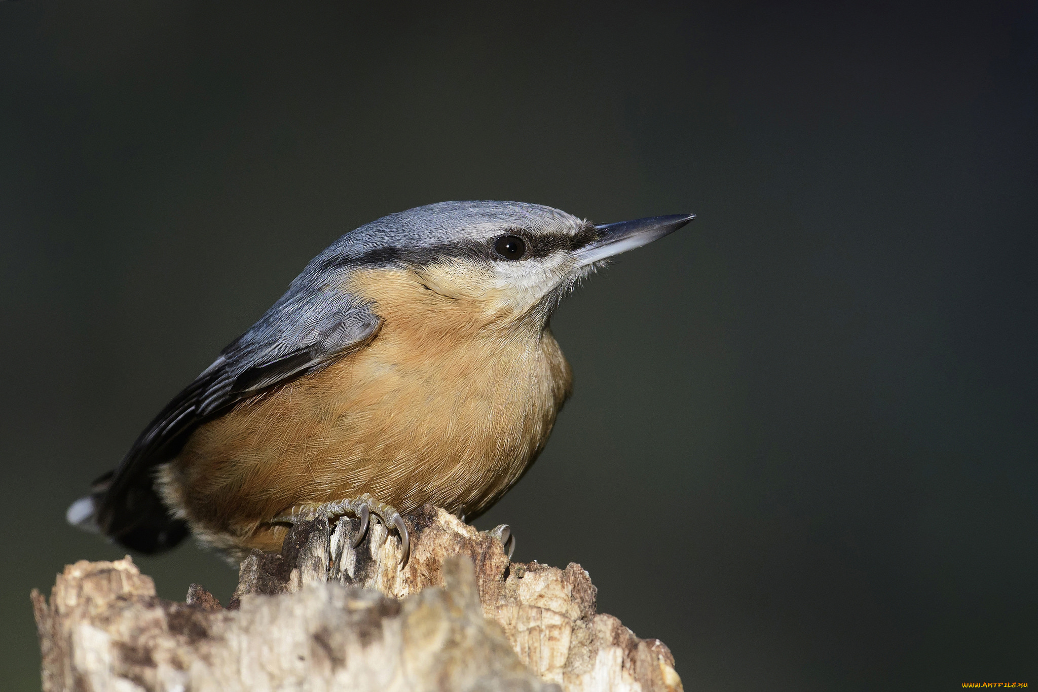 животные, поползни, птичка