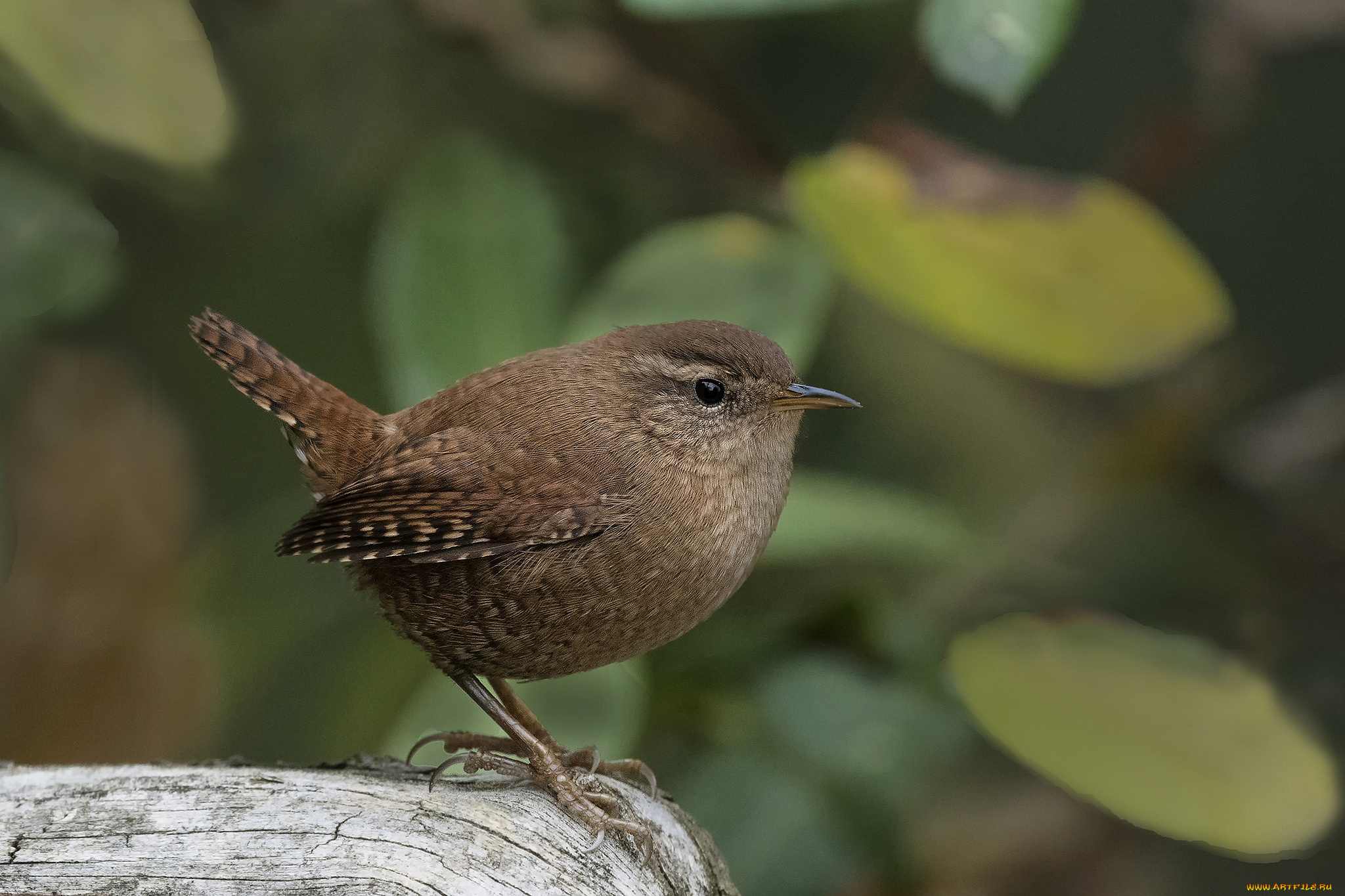 животные, птицы, птичка