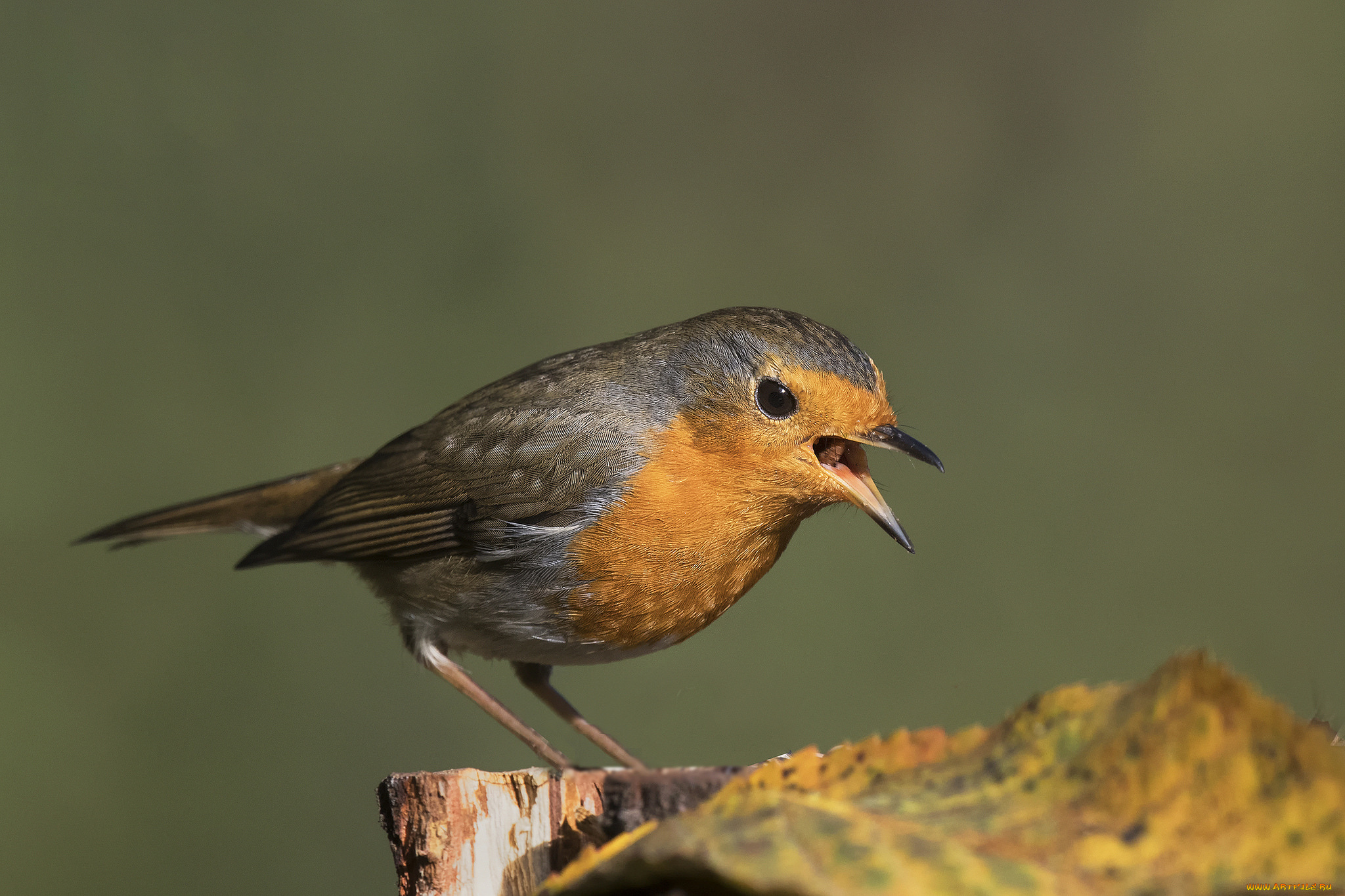 животные, птицы, птичка