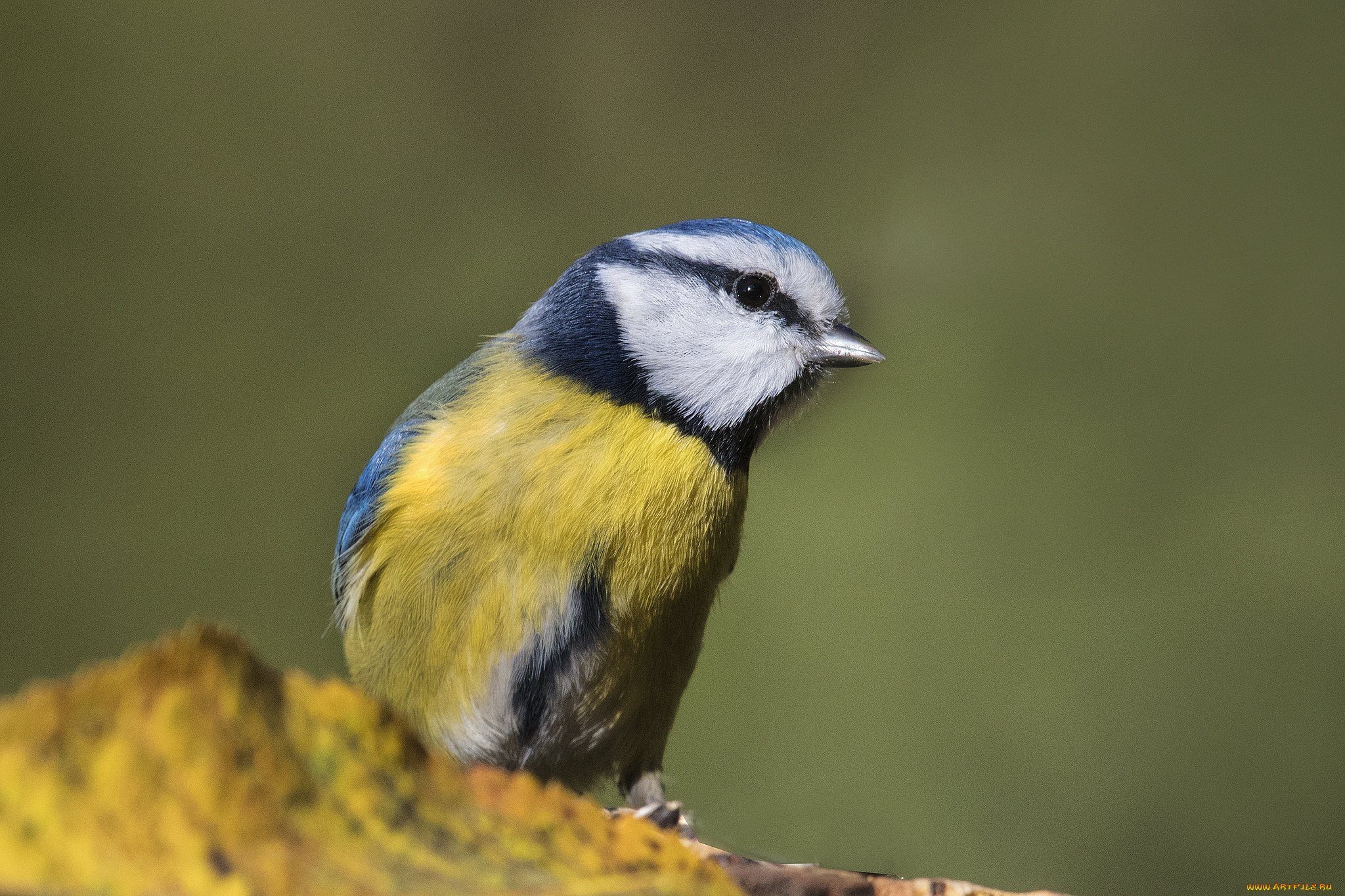 животные, синицы, , лазоревки, птичка