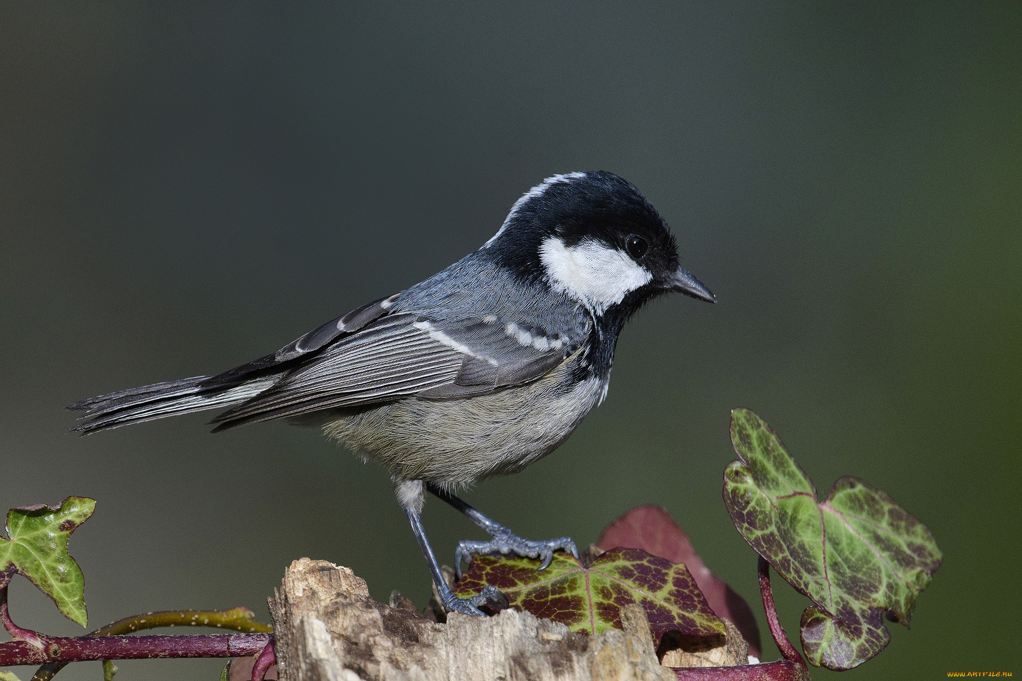 животные, синицы, , лазоревки, птичка