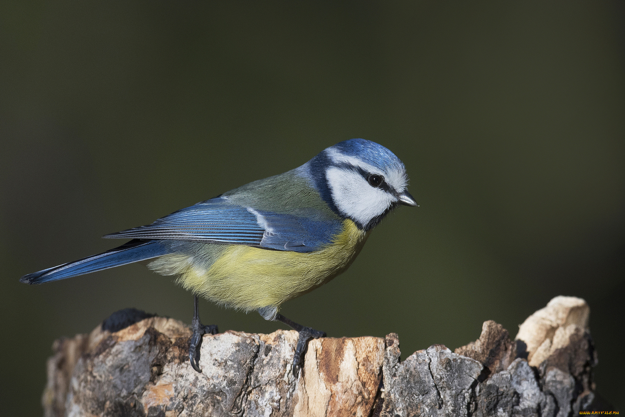 животные, синицы, , лазоревки, птичка