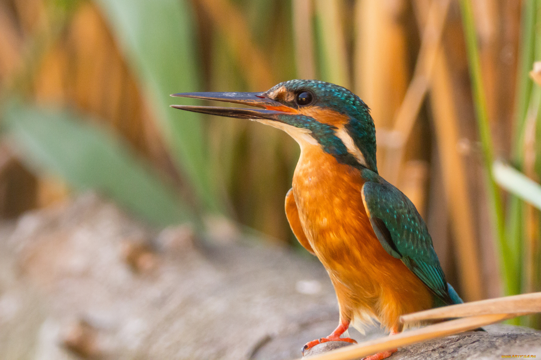 животные, зимородки, зимородок