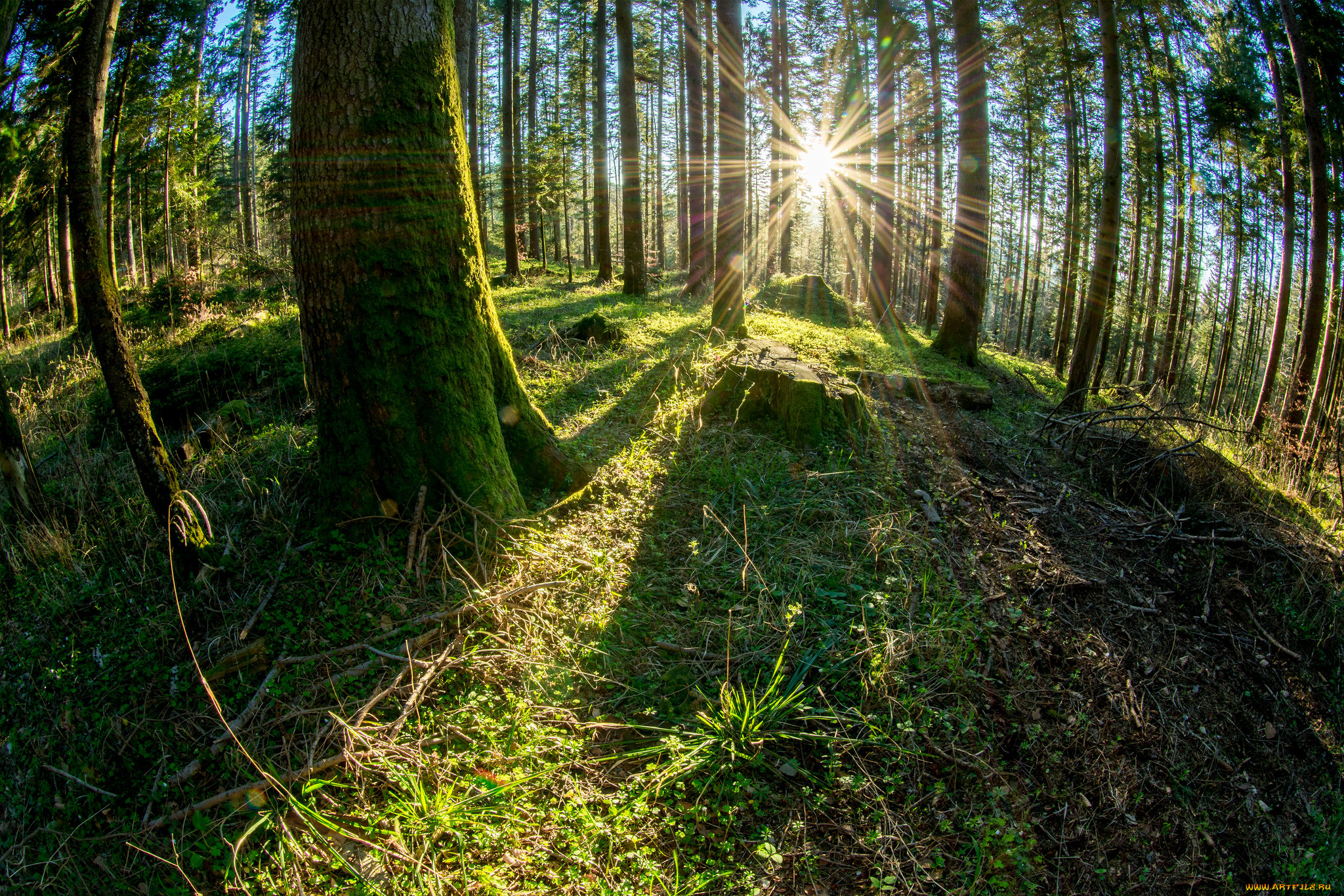 природа, лес, простор