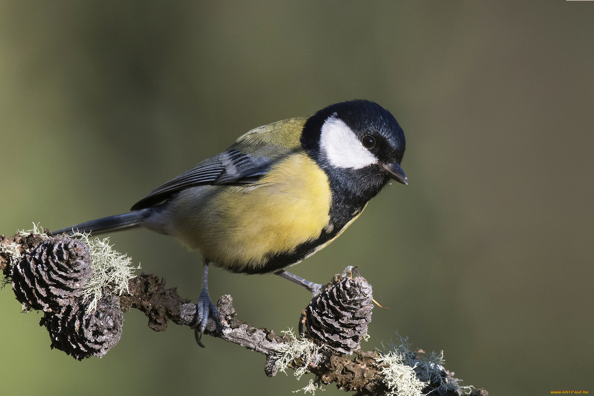 животные, синицы, , лазоревки, птичка