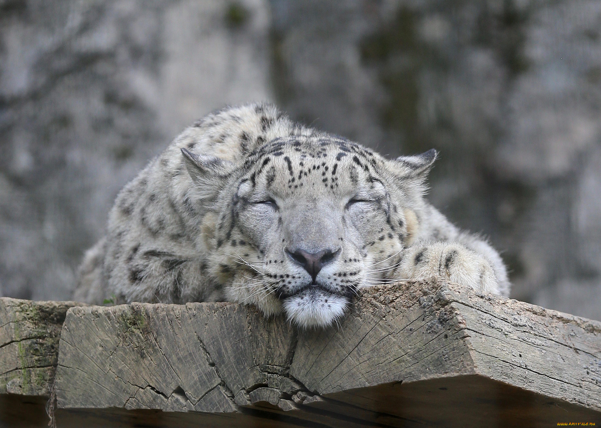 животные, снежный, барс, , ирбис, снежный, барс, морда, кошка