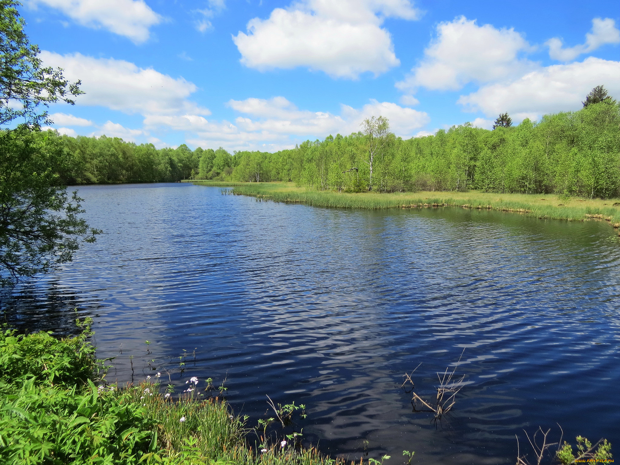 природа, реки, озера, деревья, река