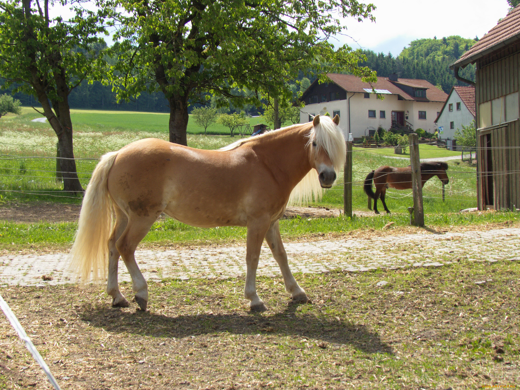 животные, лошади, лошадь