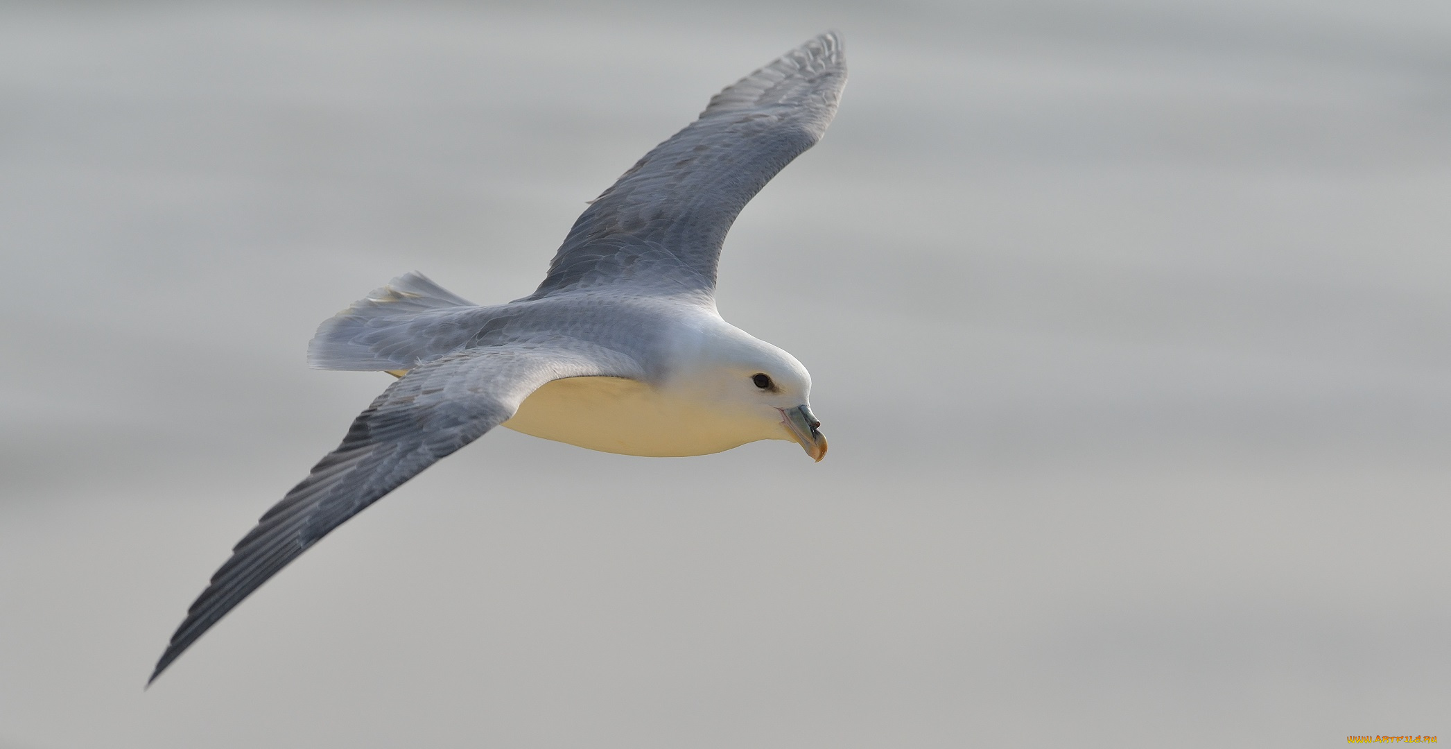 животные, Чайки, , бакланы, , крачки, чайка