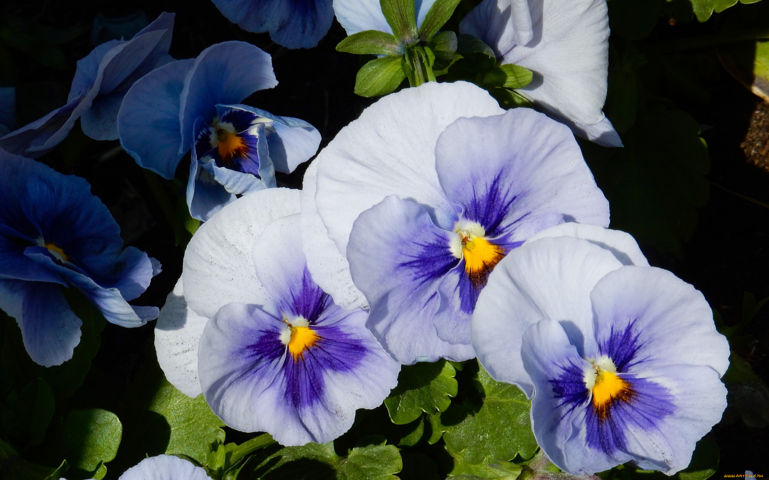 цветы, анютины, глазки, , садовые, фиалки, анютины, глазки