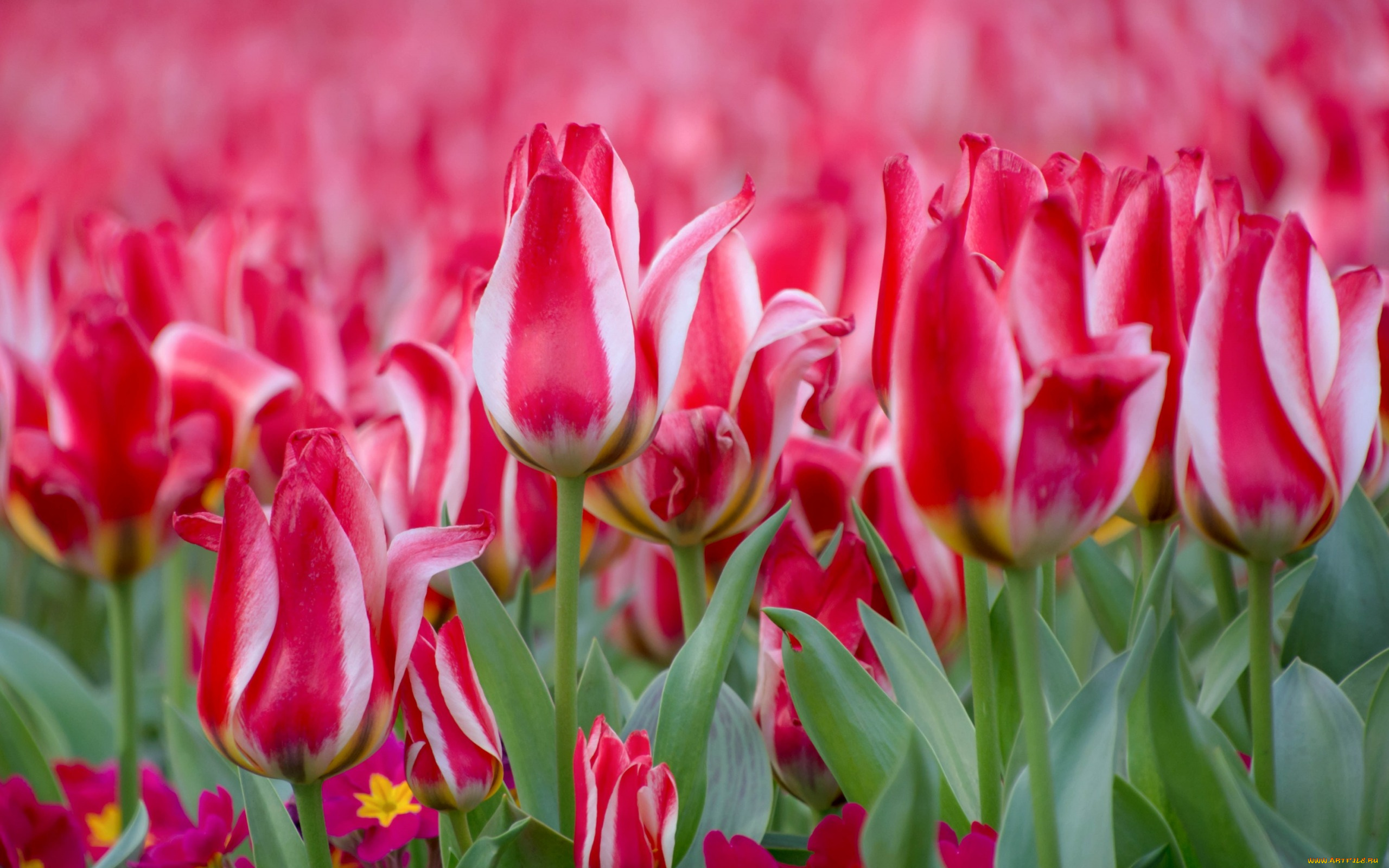 цветы, тюльпаны, пестрый, примула, бутоны