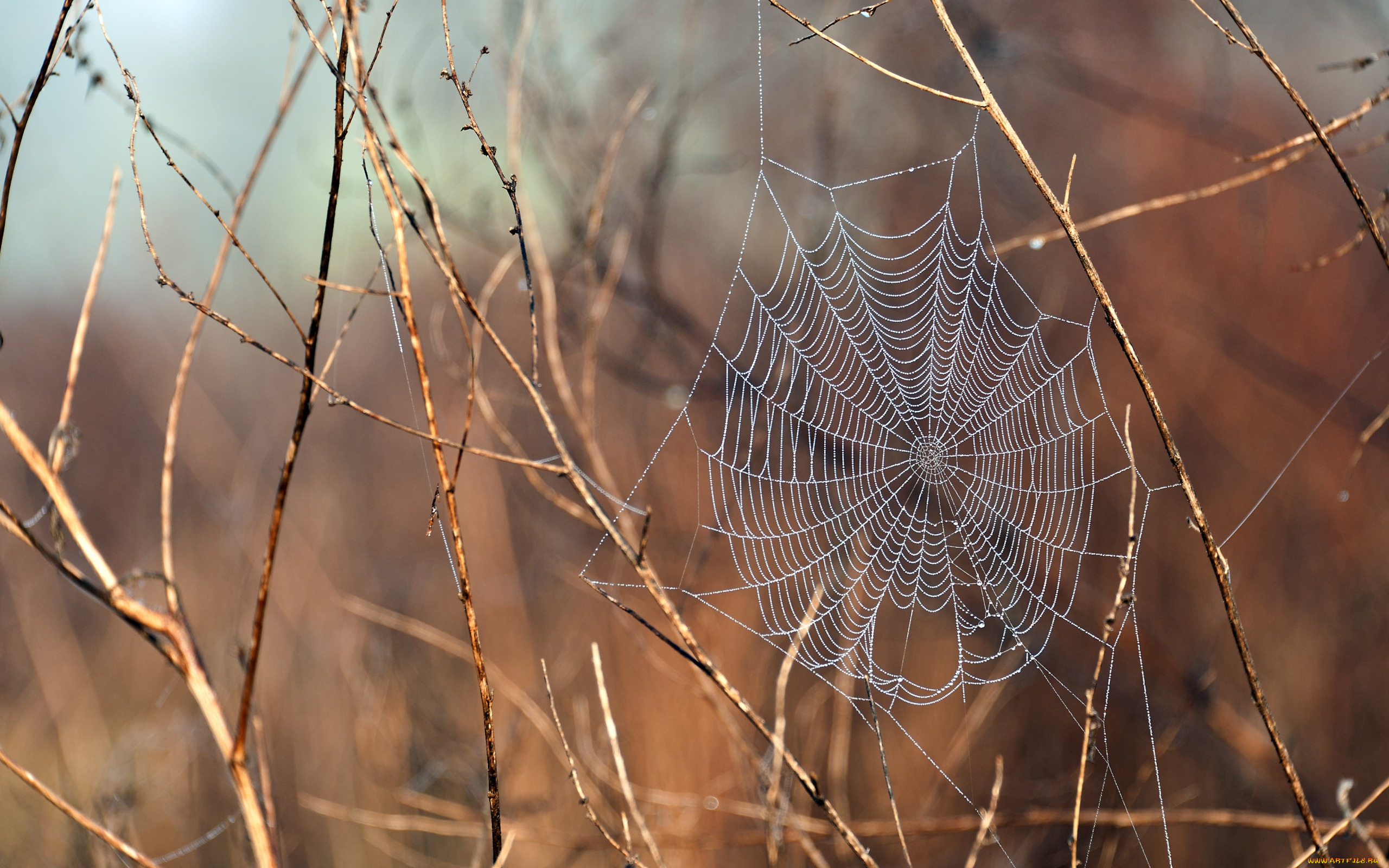 природа, макро, свет, вода