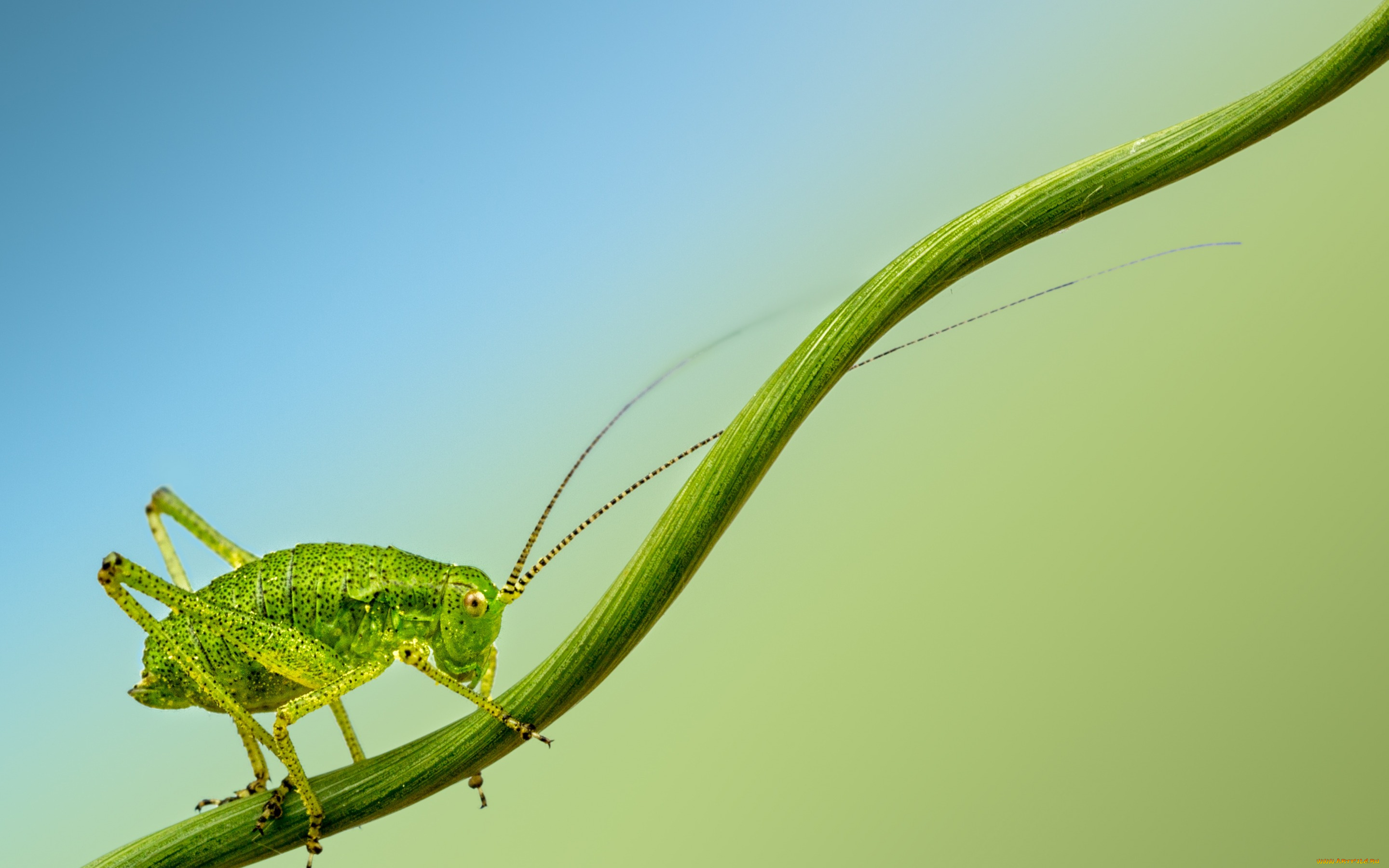 животные, кузнечики, , саранча, cricket, insect, branch