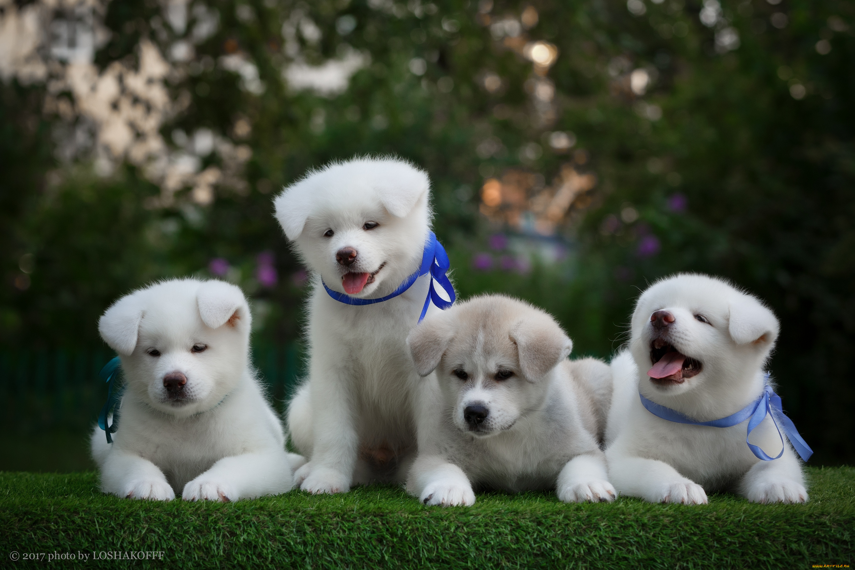 животные, собаки, травка, малыши, щенки, природа