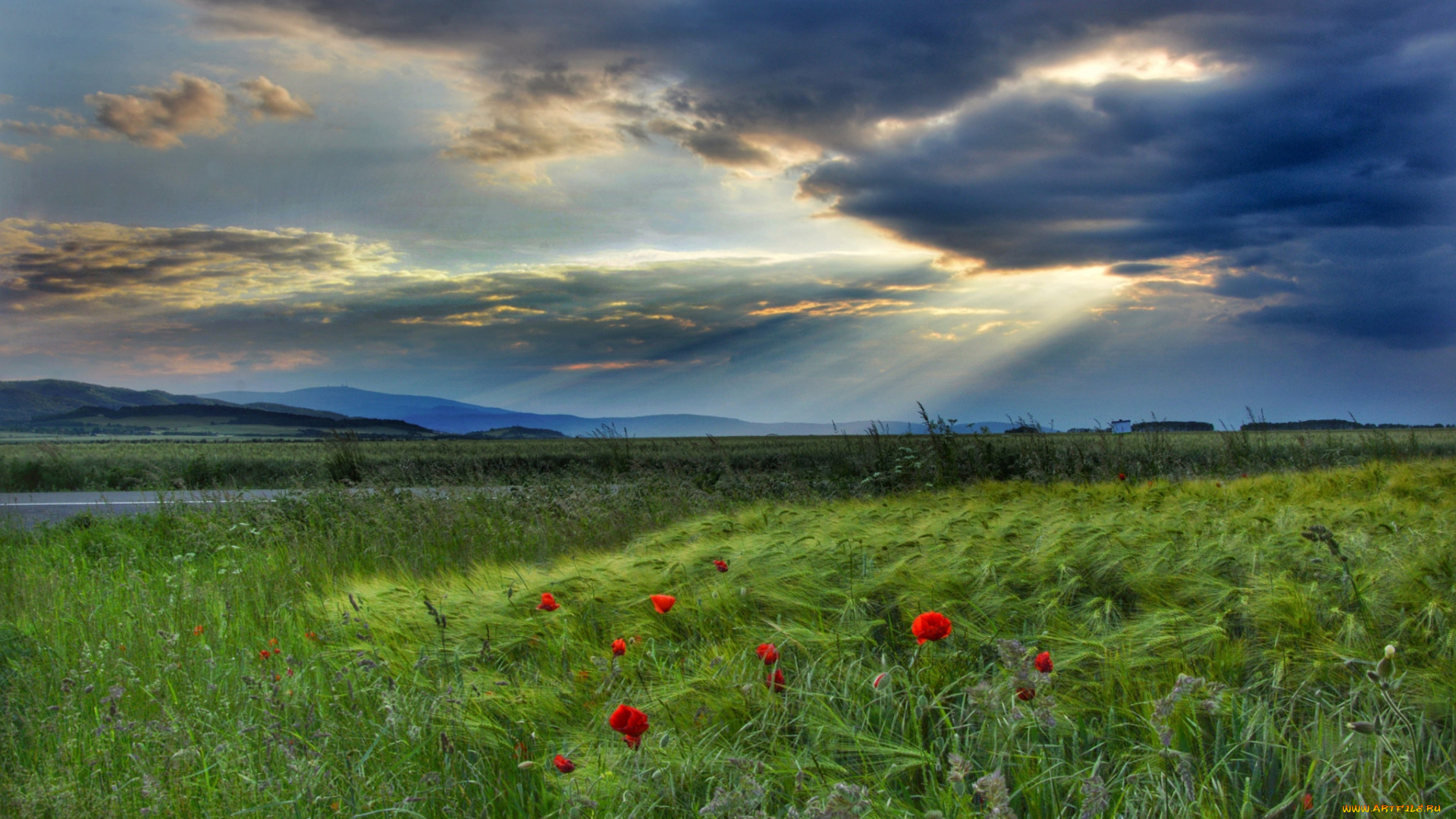 природа, поля, простор