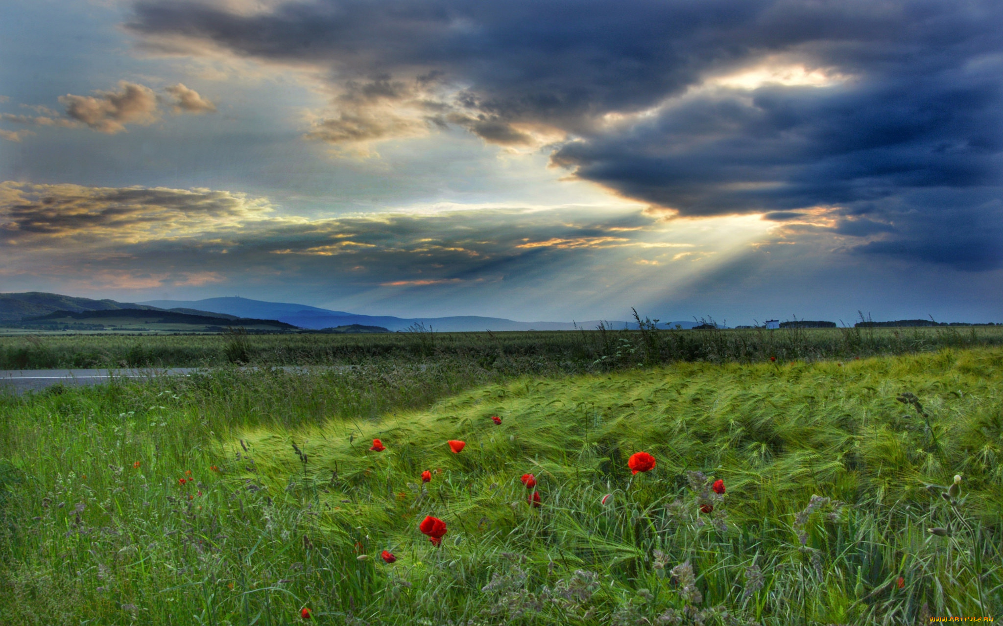 природа, поля, простор