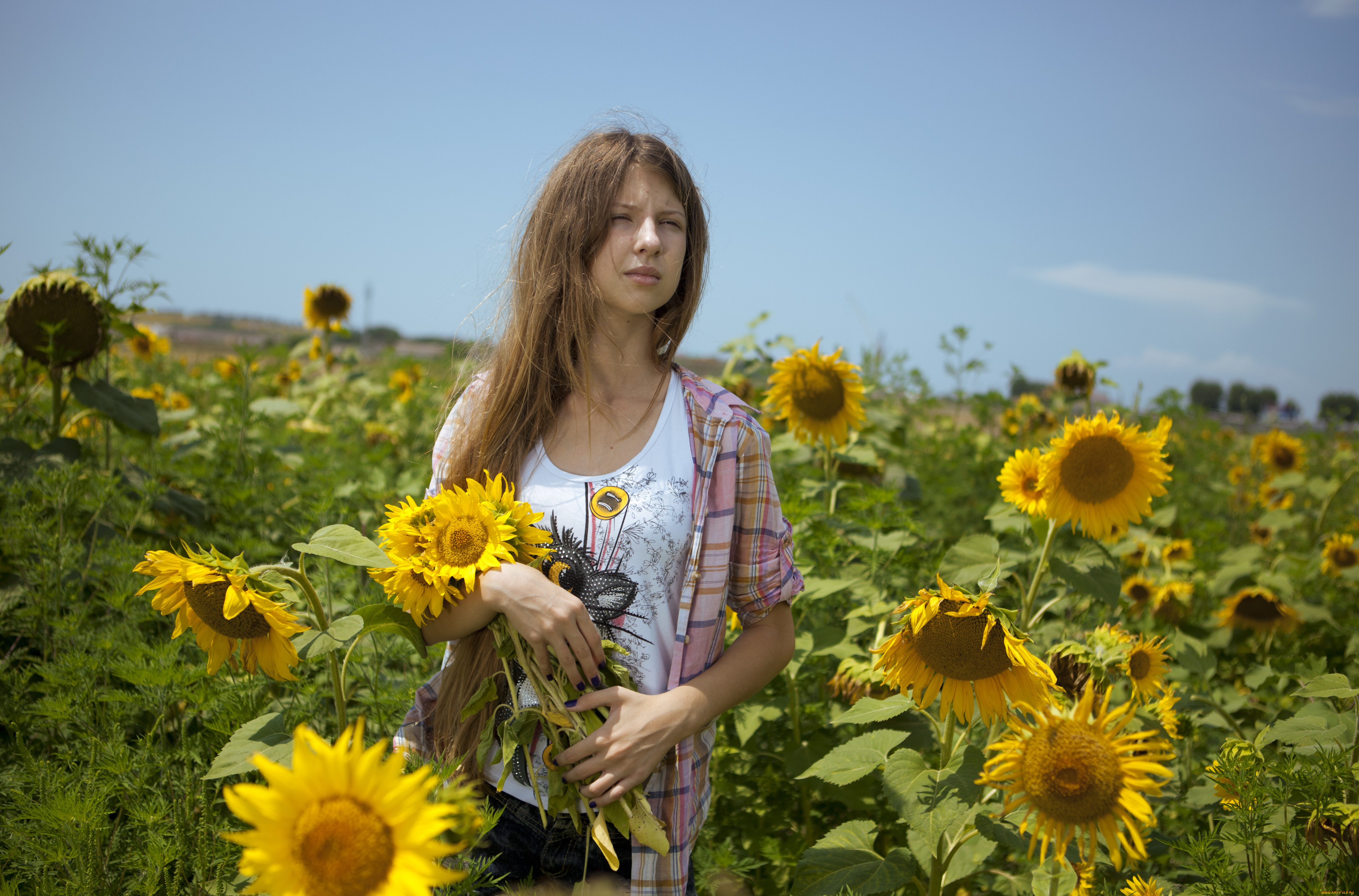 девушки, -unsort, , блондинки, , светловолосые, подсолнухи, рубашка, футболка, блондинка