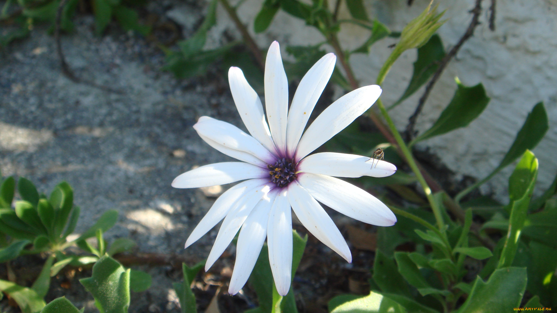 цветы, цветок, белый